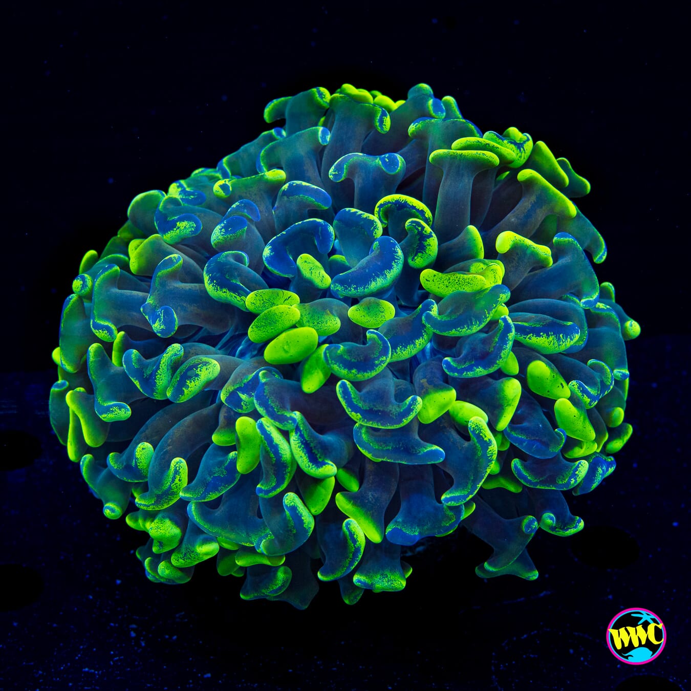 Super Neon Splatter Hammer - Actinic Photo