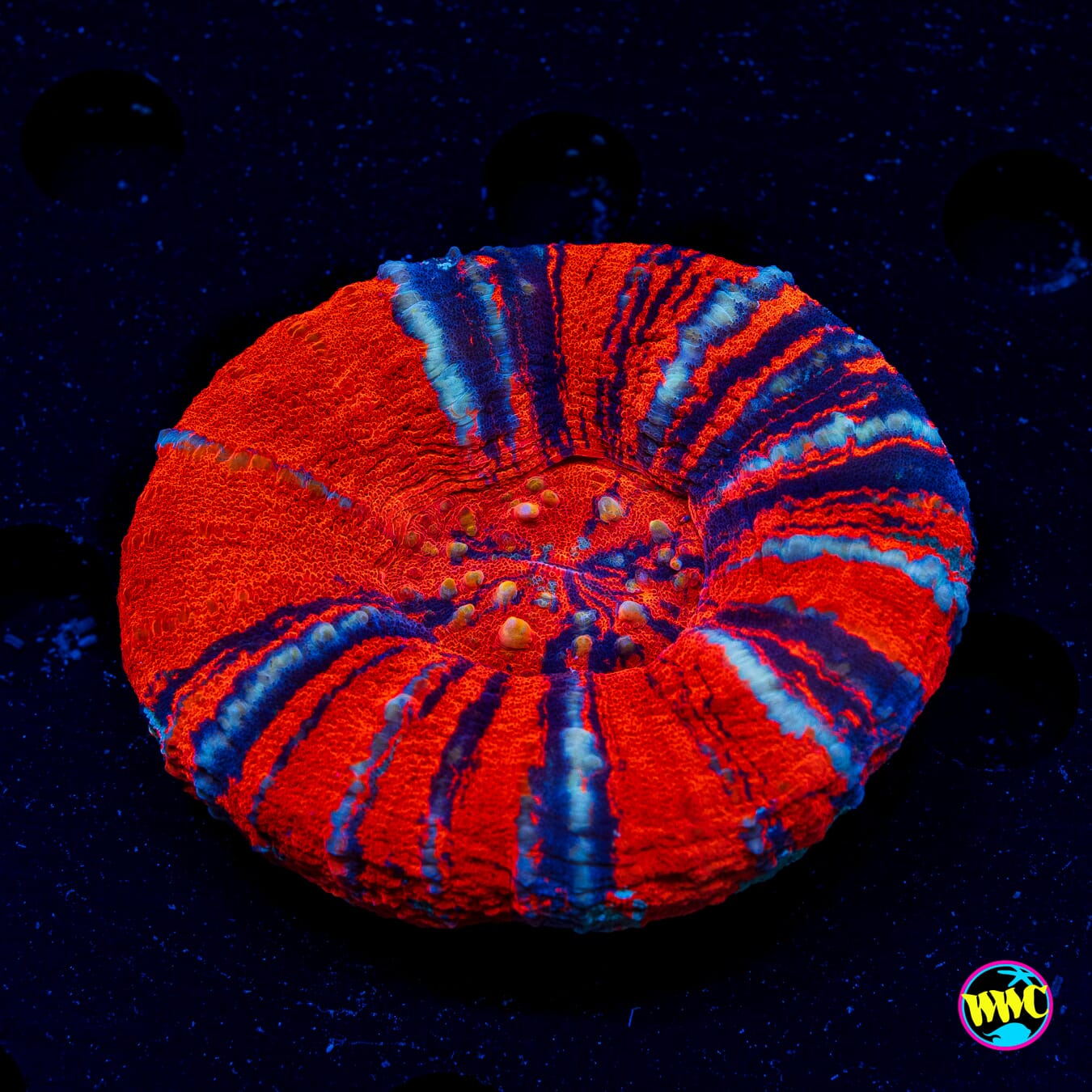 Ultimate Warpaint Scolymia - Actinic Photo