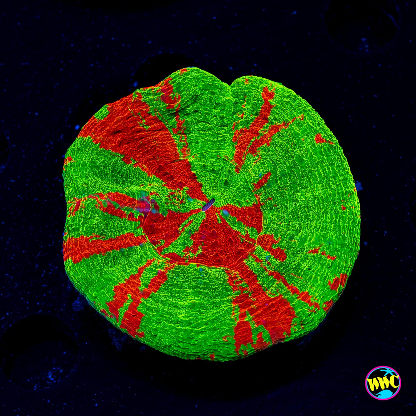 Super Bleeding Apple Scolymia - Actinic Photo