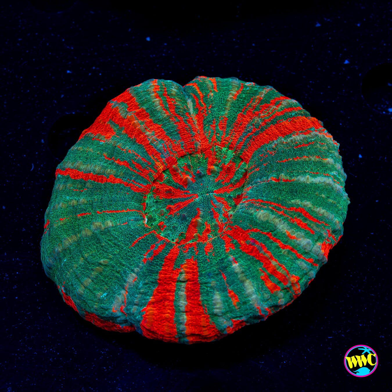 Christmas Wreath Scolymia - Actinic Photo
