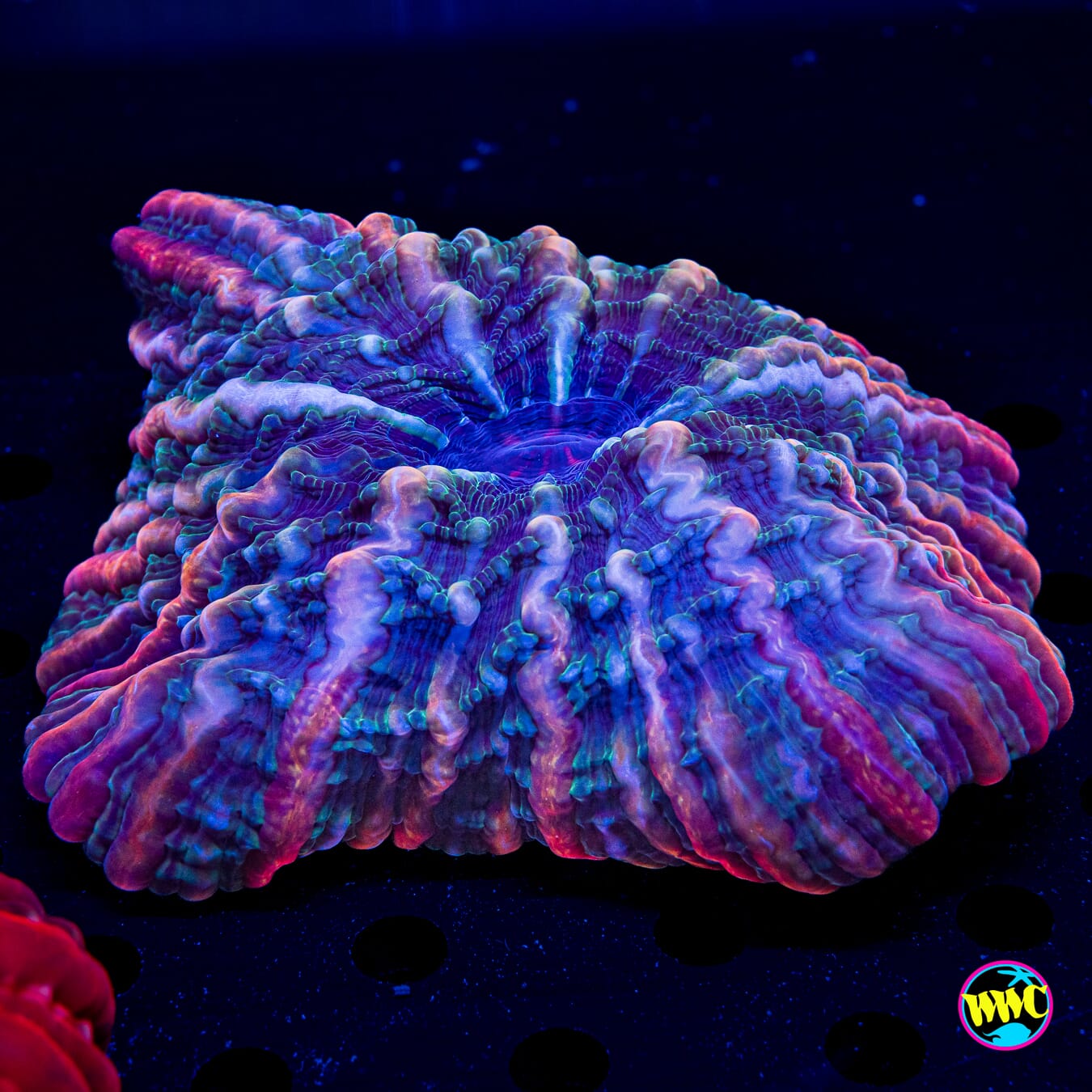 Nebula Wave Indophyllia - Daylight Photo