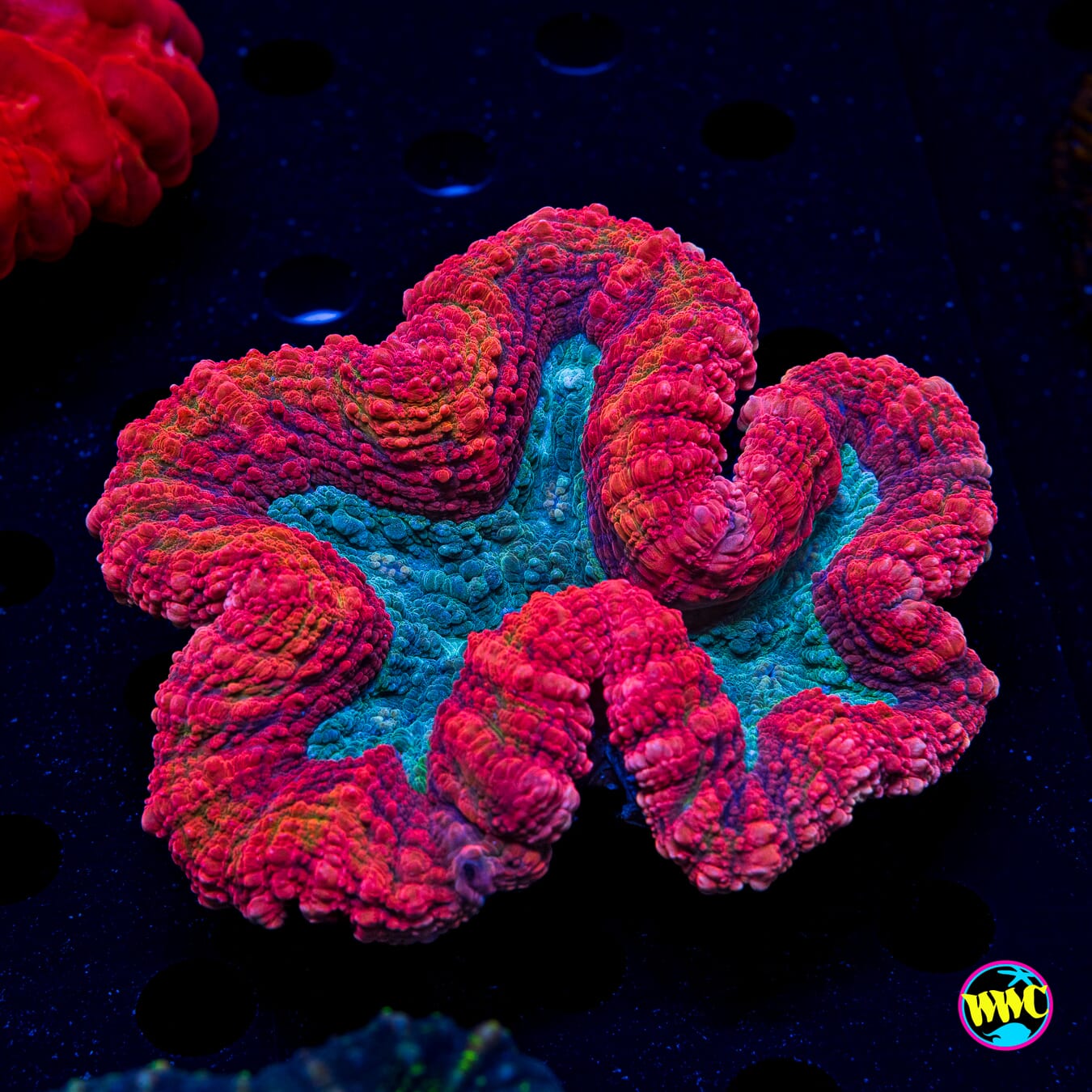 Raspberry Sherbert Lobophyllia - Daylight Photo