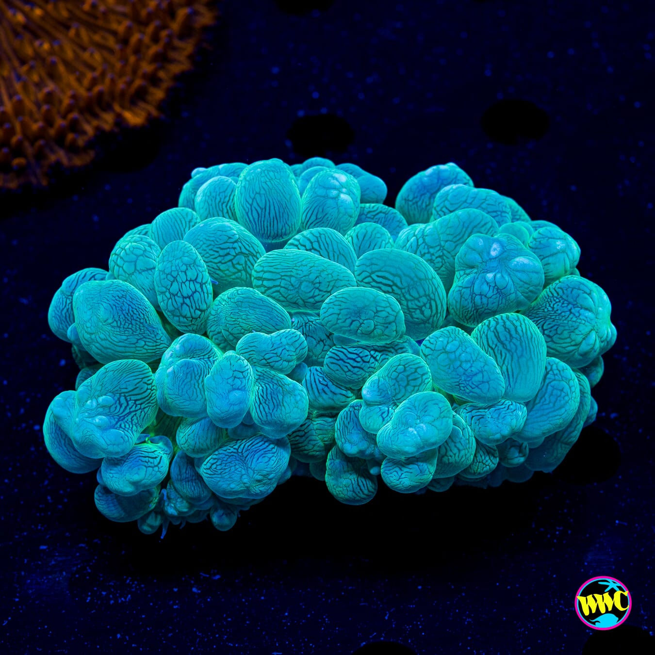 Teal Sknakeskin Bubble - Daylight Photo