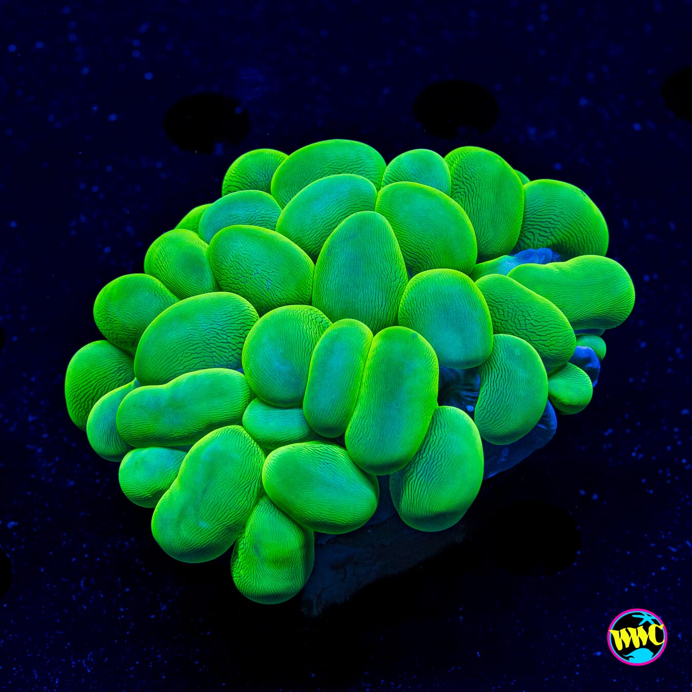 Neon Green Bubble - Daylight Photo