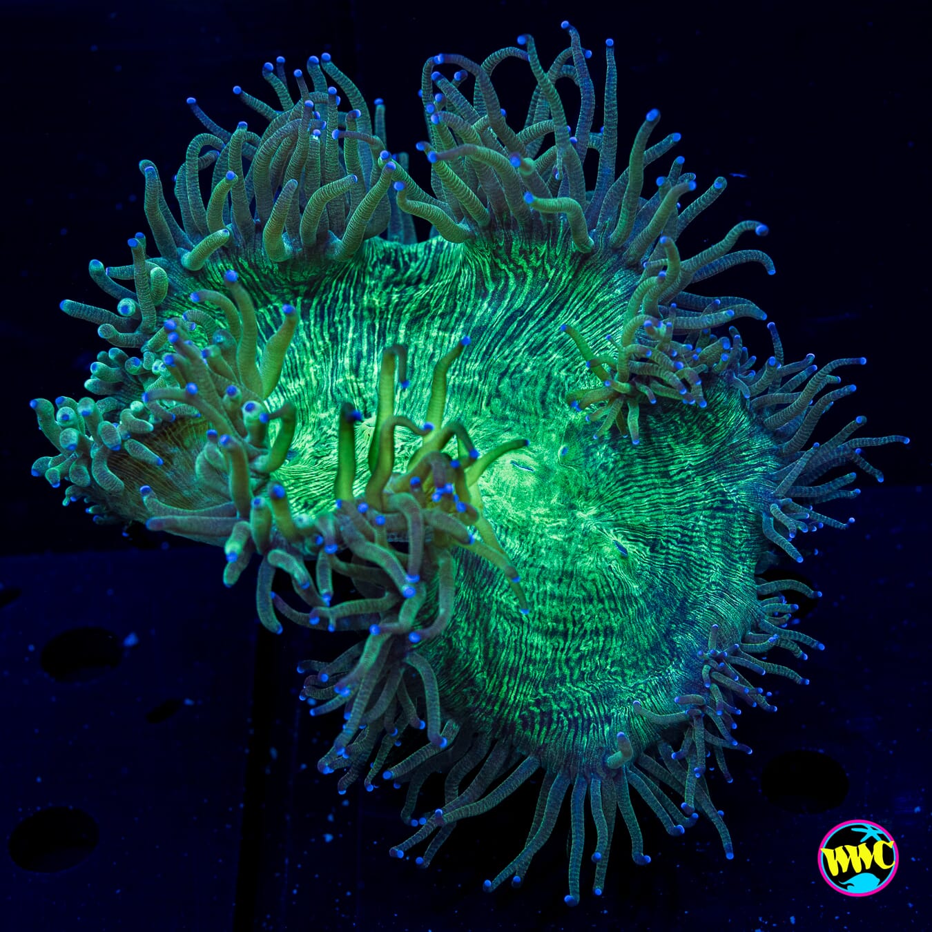 Blue Tipped Elegance - Daylight Photo