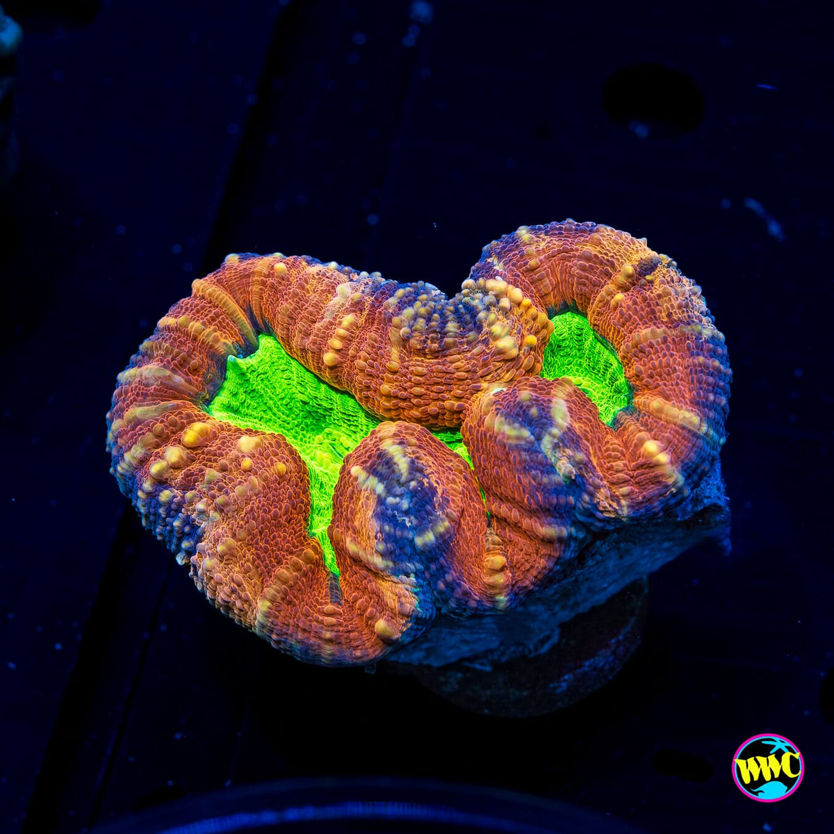 Alien Slime Pool Lobophyllia - Daylight Photo