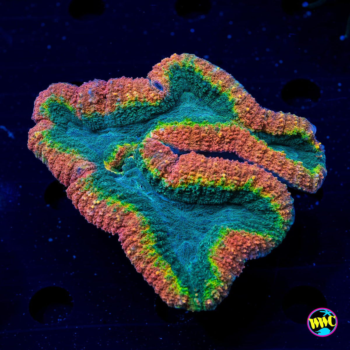 Ultra Rasta Lobophyllia - Daylight Photo
