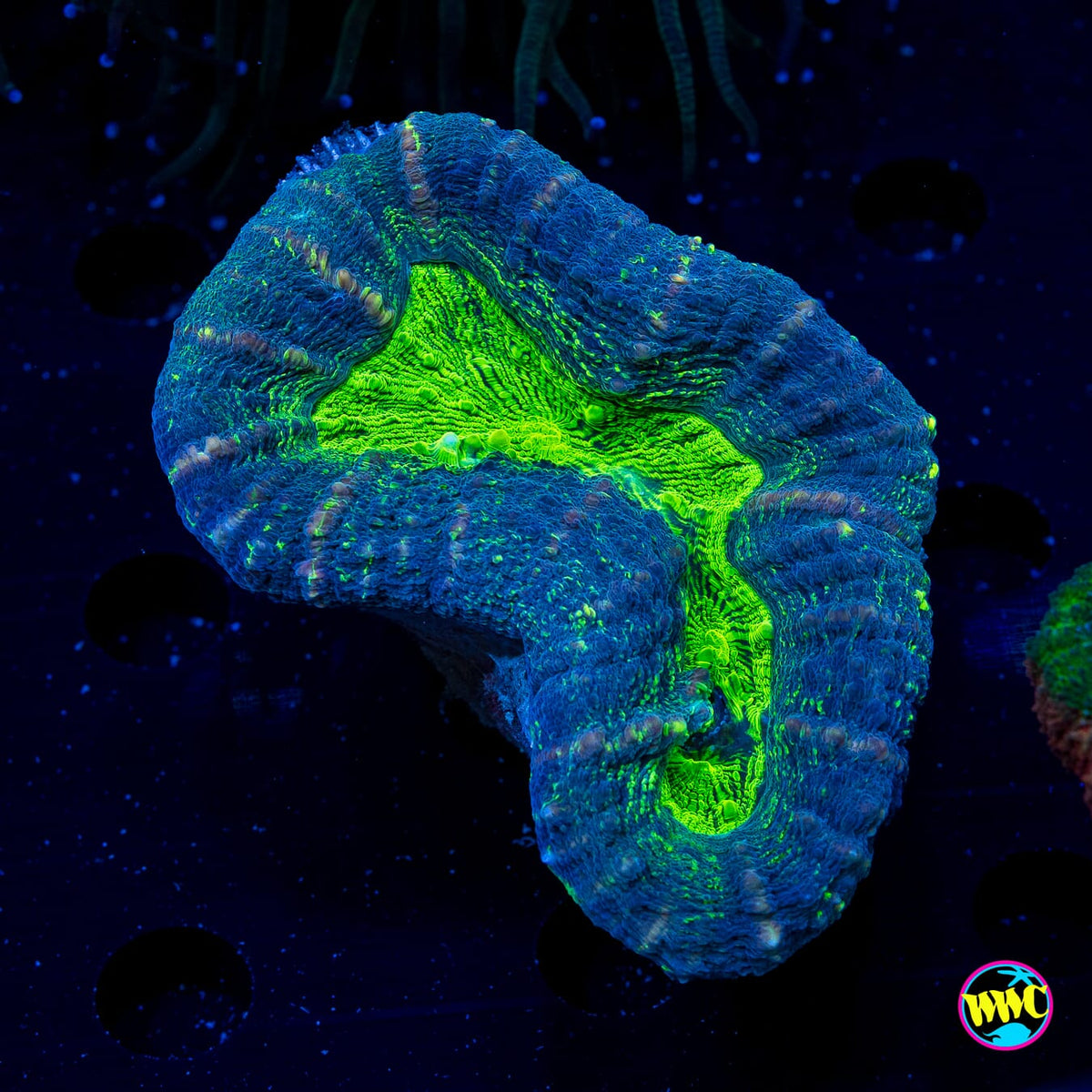 Poison Nova Lobophyllia - Daylight Photo