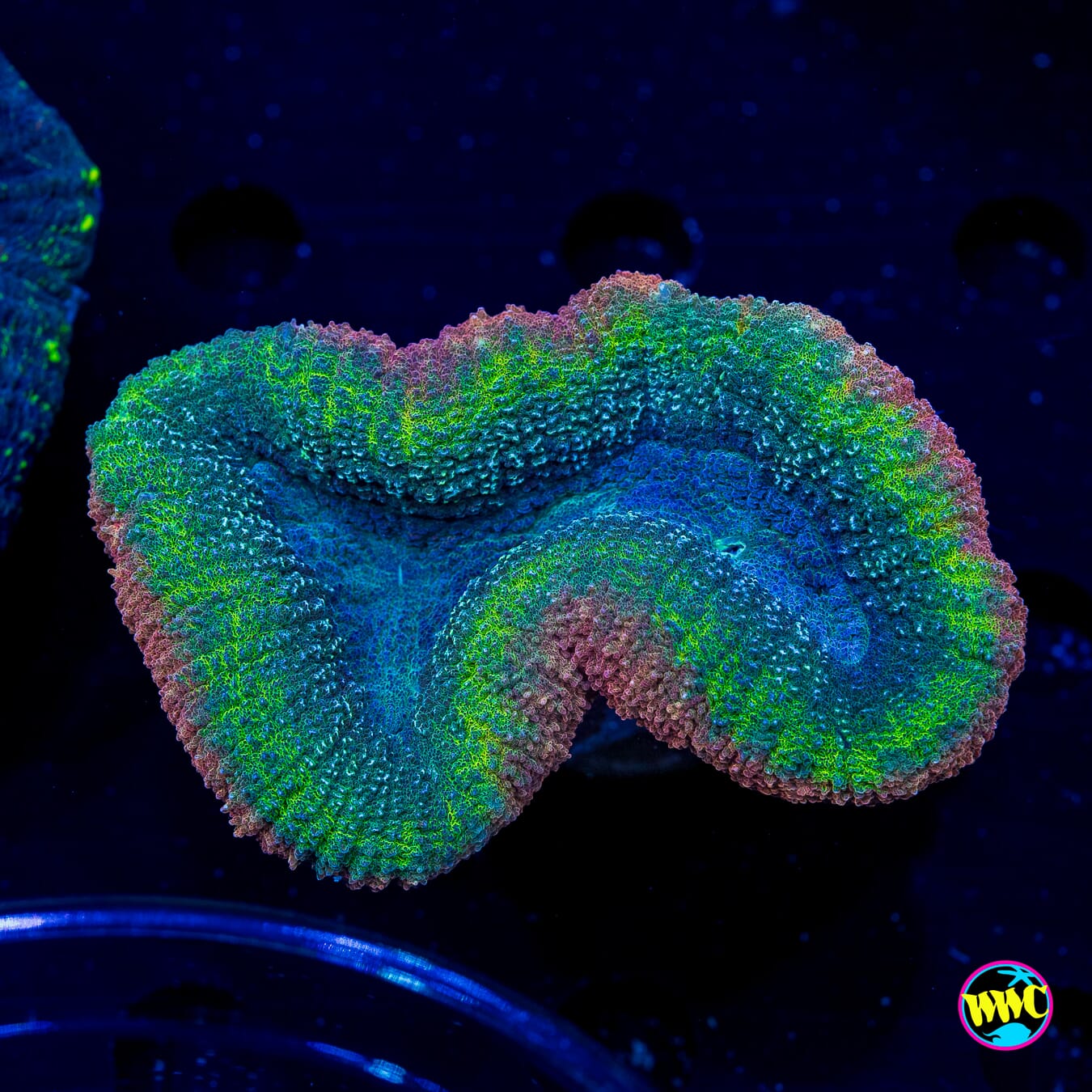 Rasta Lobophyllia - Daylight Photo