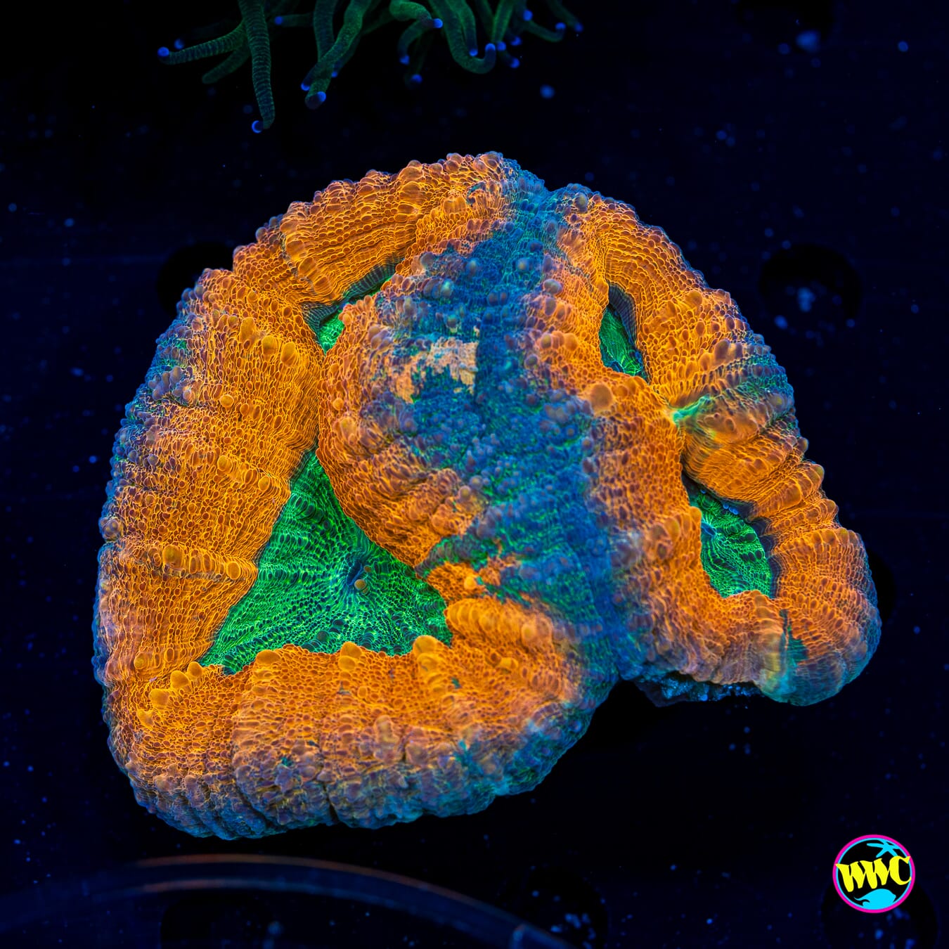Orangeade Lobophyllia - Daylight Photo