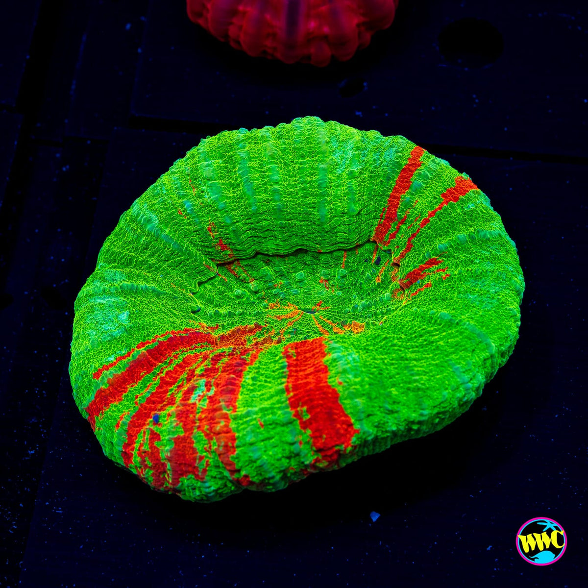 Bleeding Apple Scolymia - Daylight Photo
