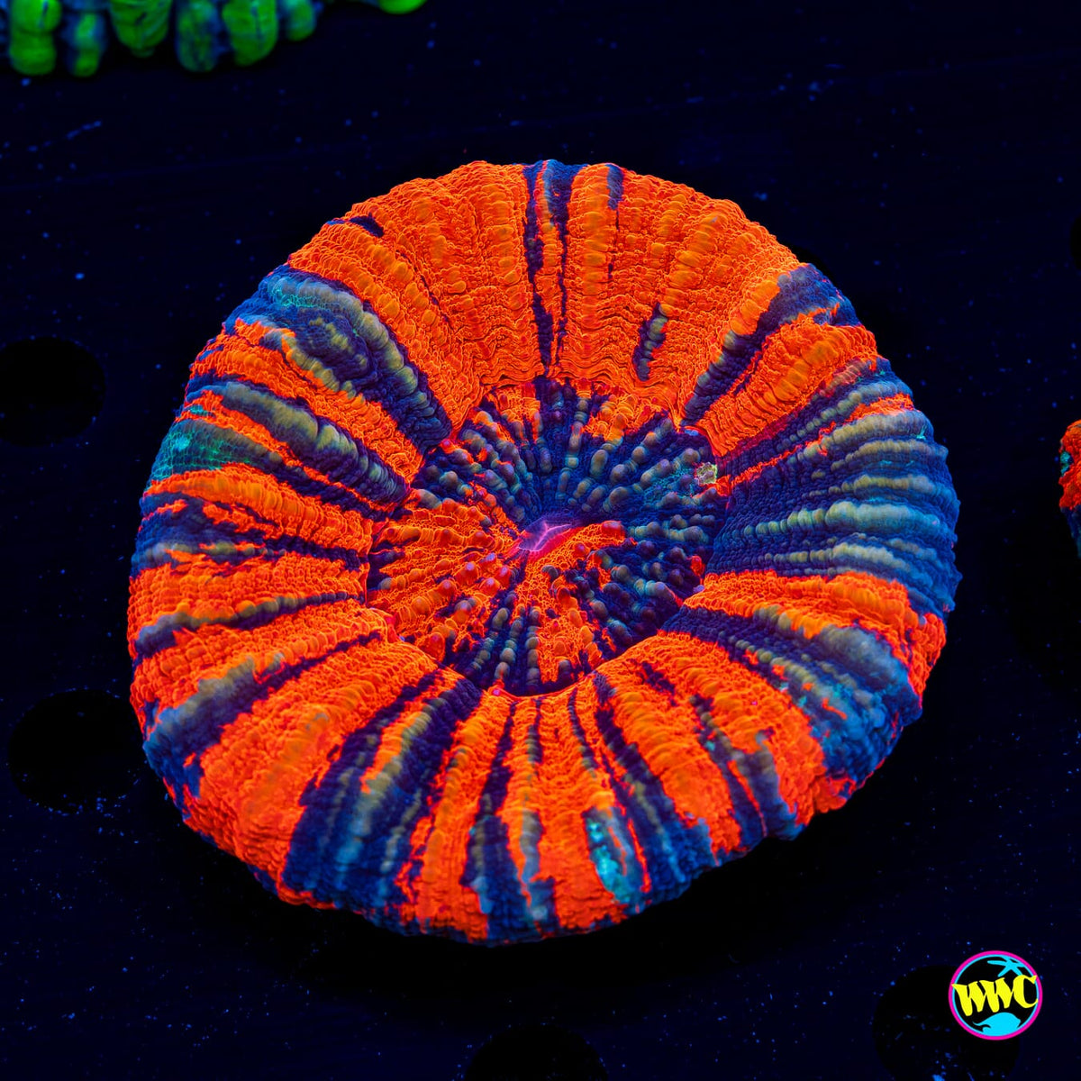 Molten Warpaint Scolymia - Daylight Photo
