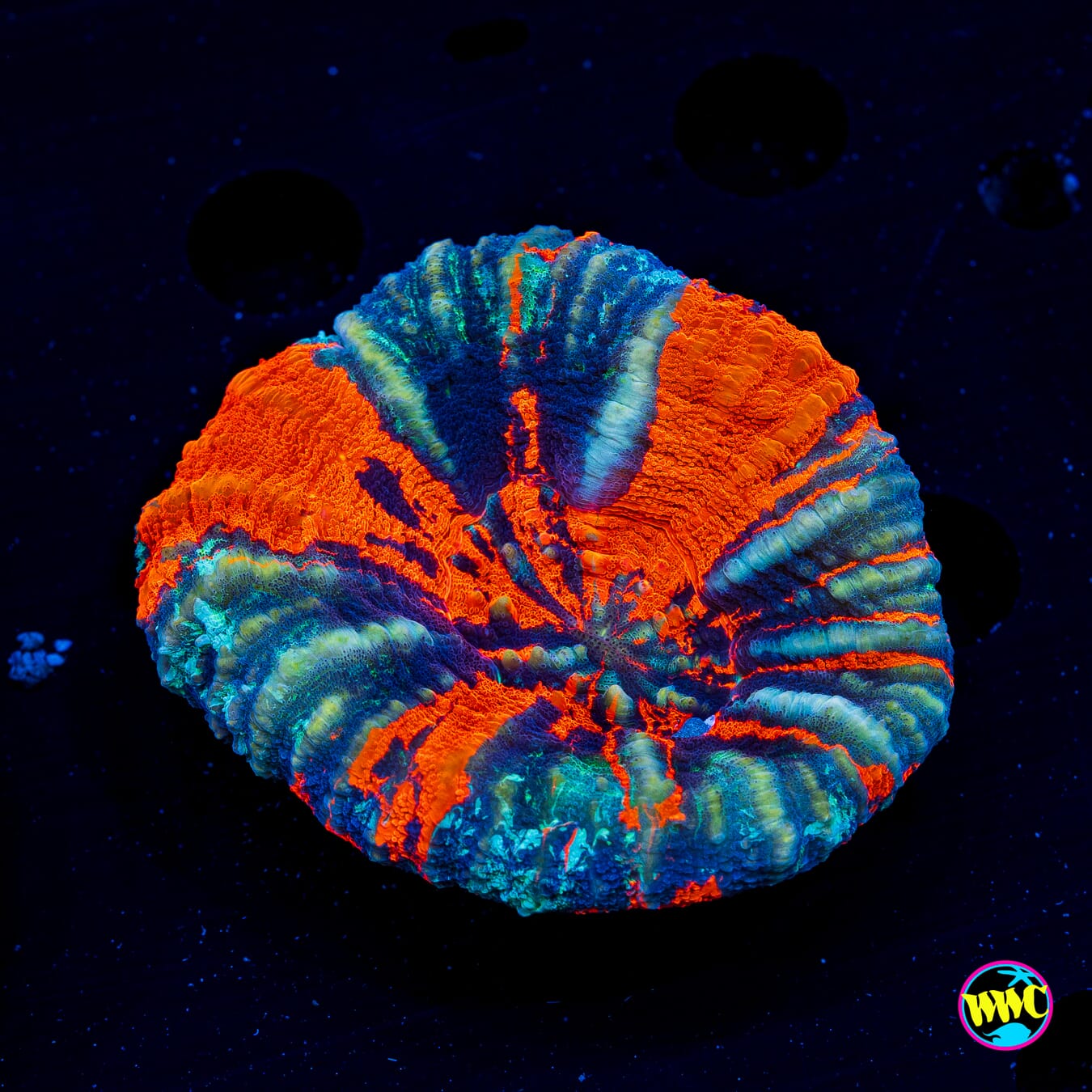 Frozen Warpaint Scolymia - Daylight Photo