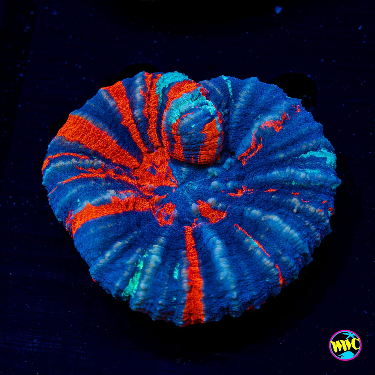 Ultimate Warpaint Scolymia - Daylight Photo