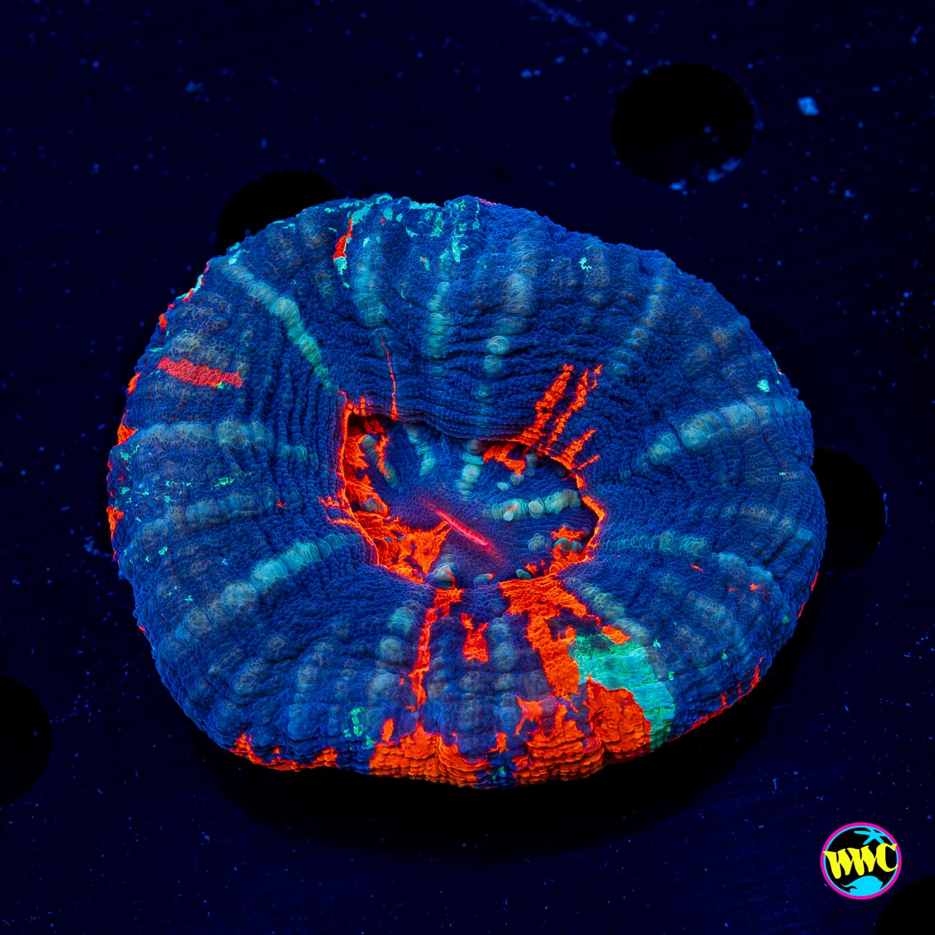 Blue Lagoon Warpaint Scolymia - Daylight Photo