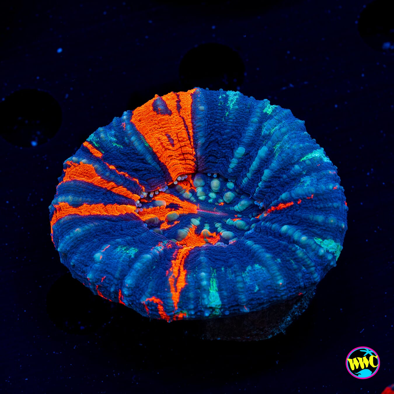 Super Warpaint Scolymia - Daylight Photo
