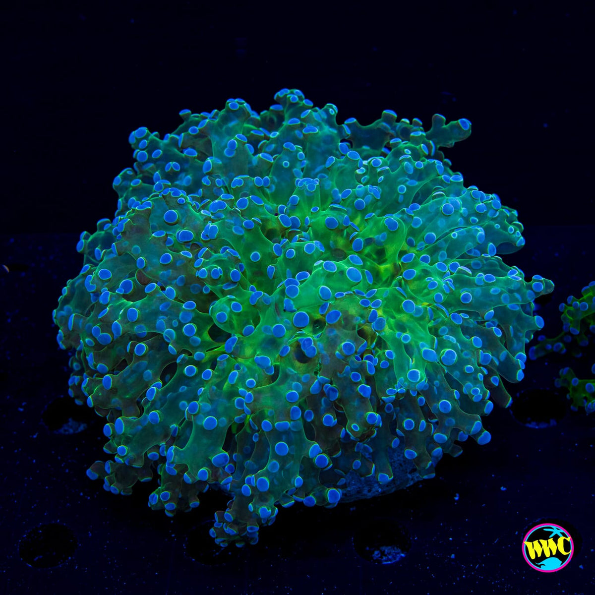 Tidal Wave Frogspawn - Daylight Photo