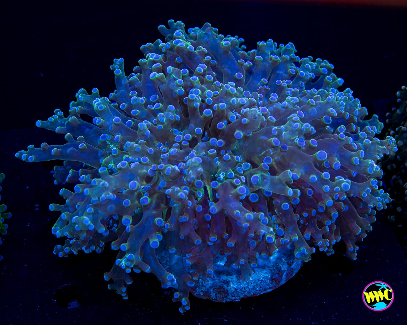 Super Sour Frogspawn - Daylight Photo