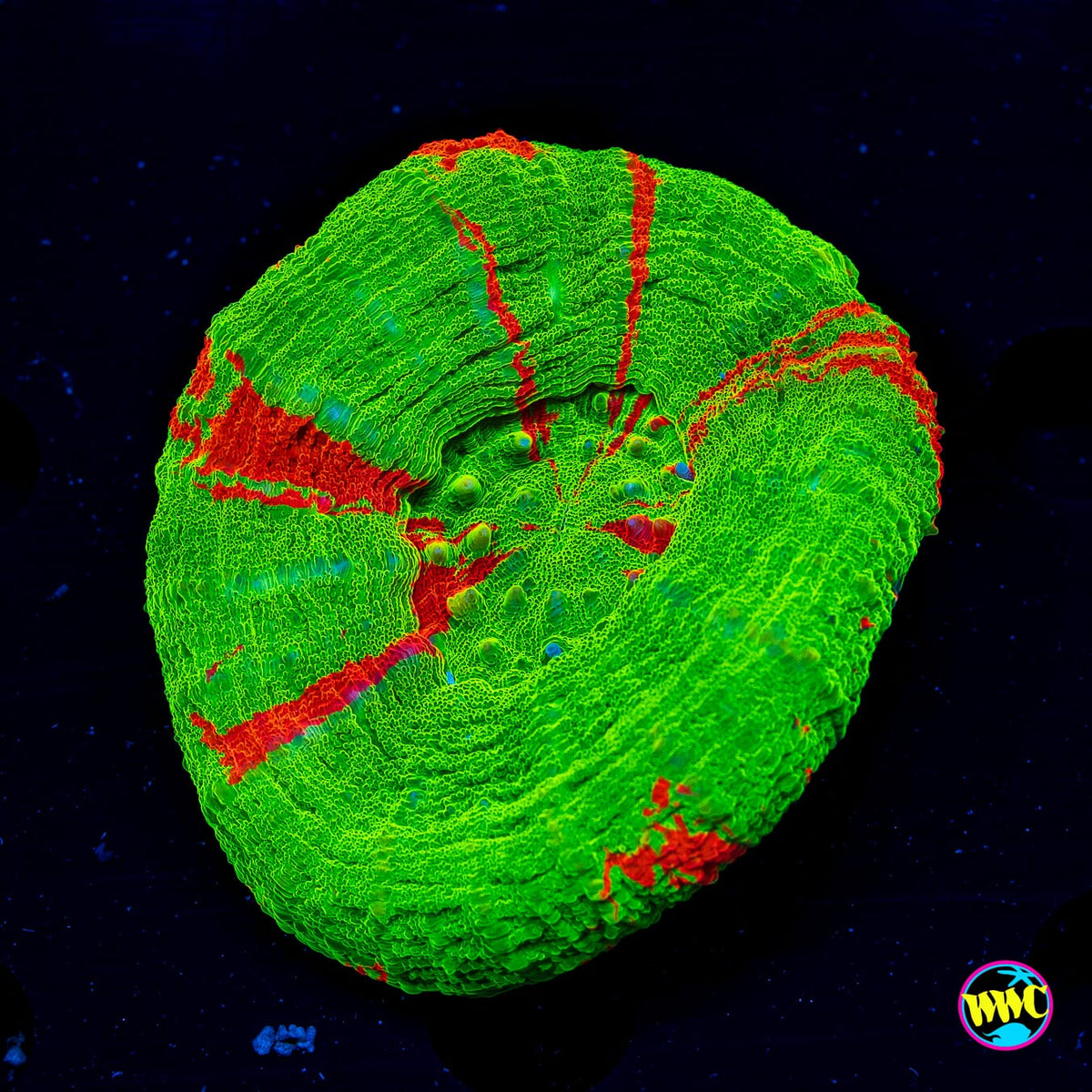 Bleeding Apple Scolymia - Daylight Photo