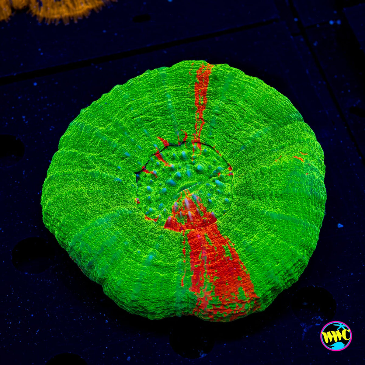 Cosmic Apple Scolymia - Daylight Photo