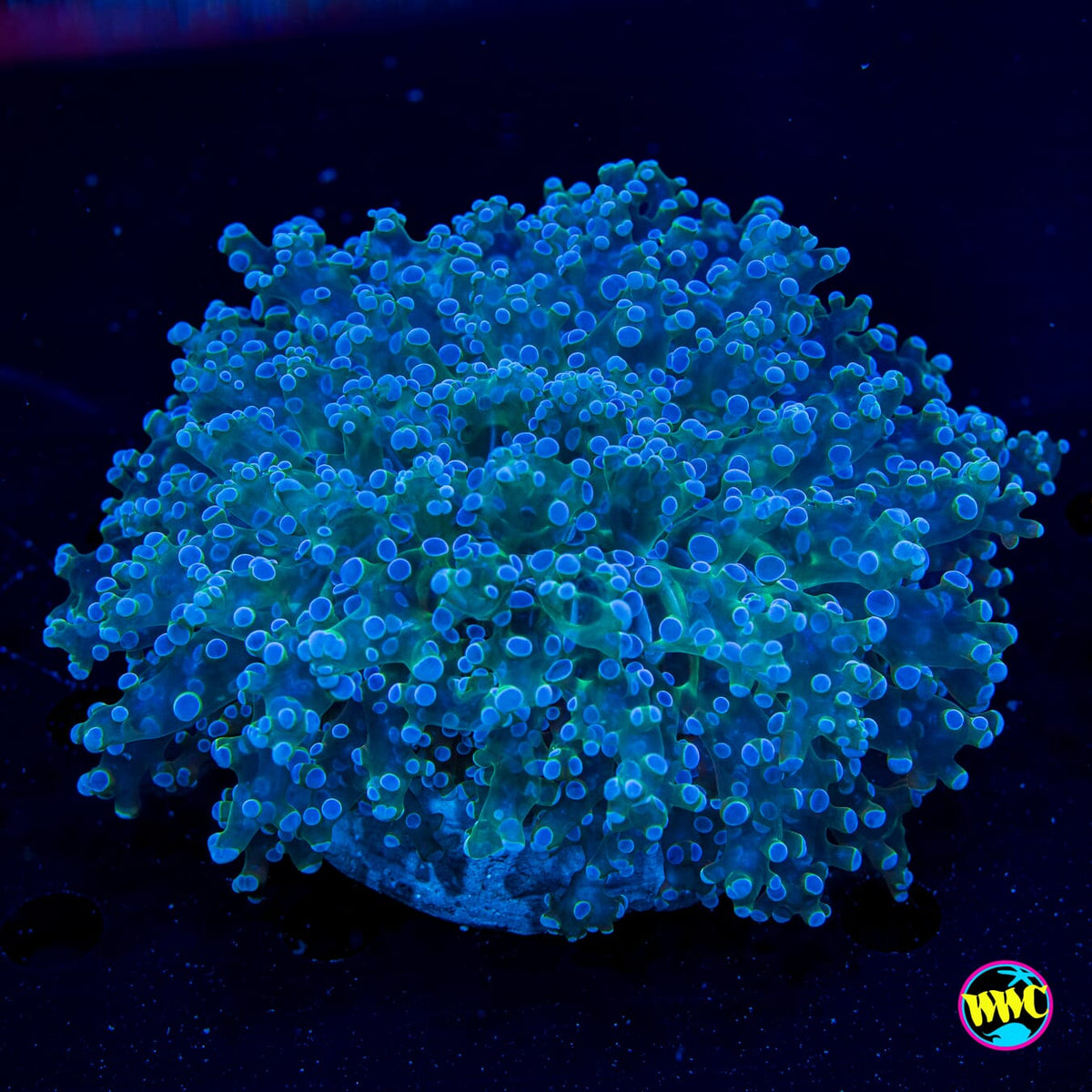 Super Sour Frogspawn - Daylight Photo