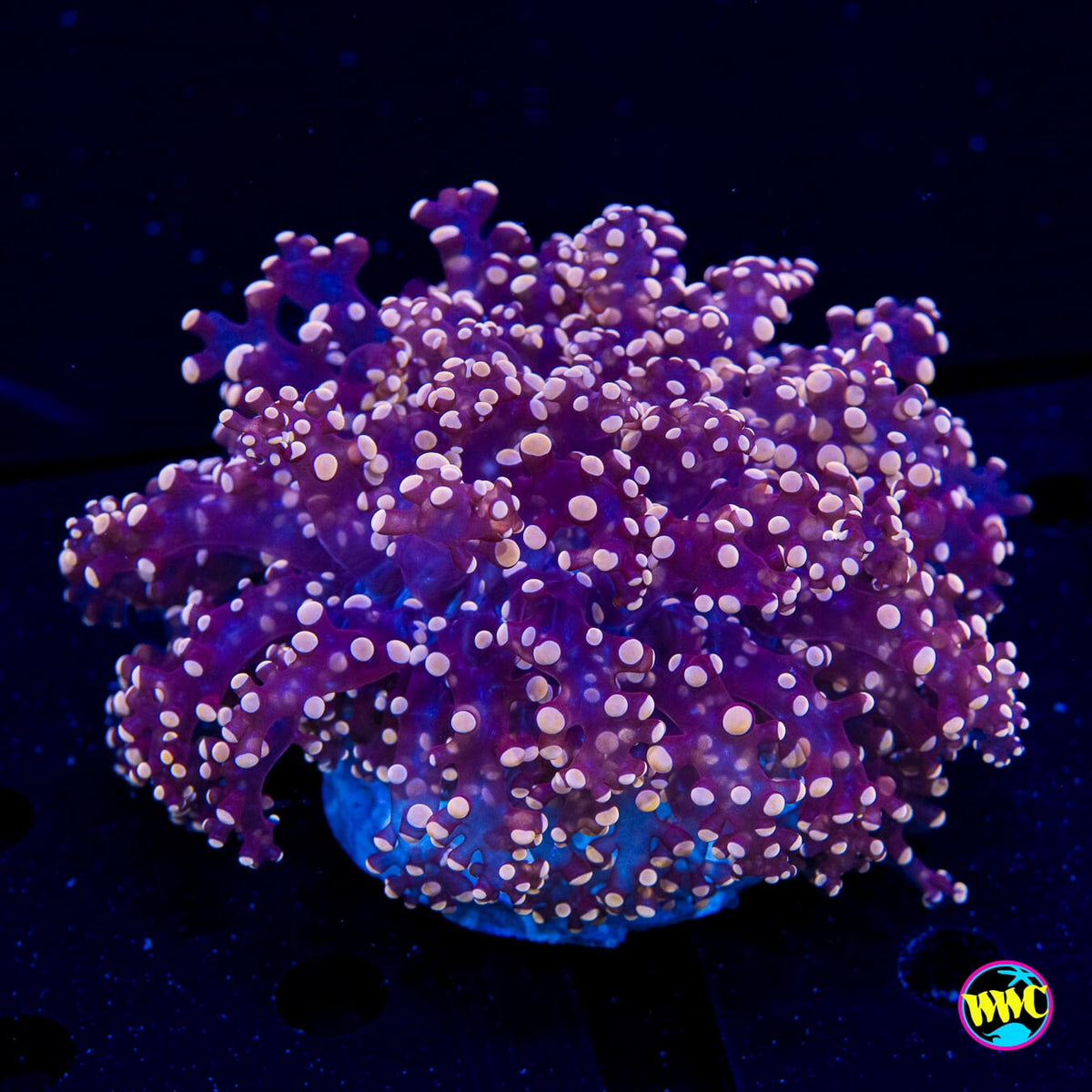 Pinkerton Frogspawn - Daylight Photo