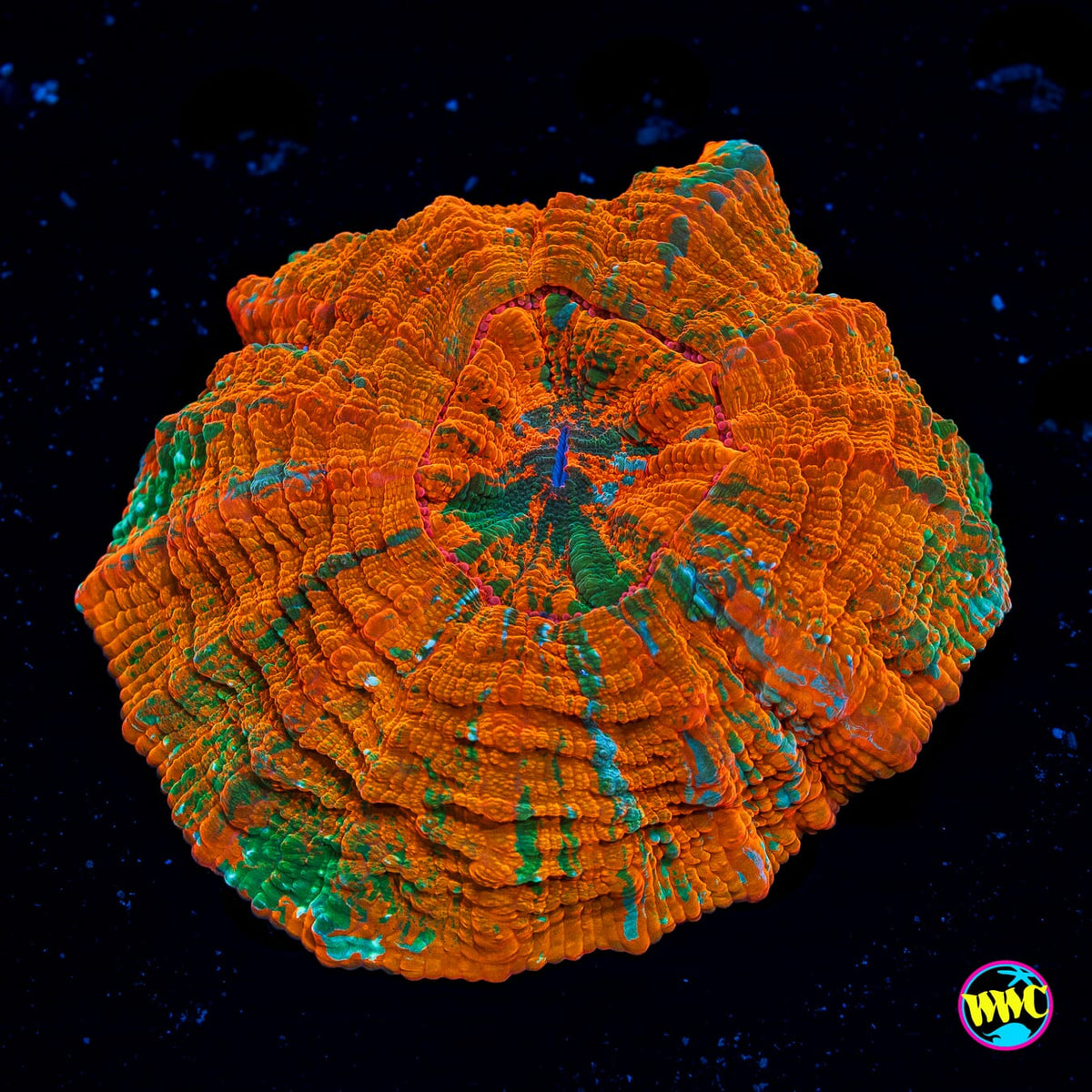 Miami Hurricane Acanthophyllia - Daylight Photo