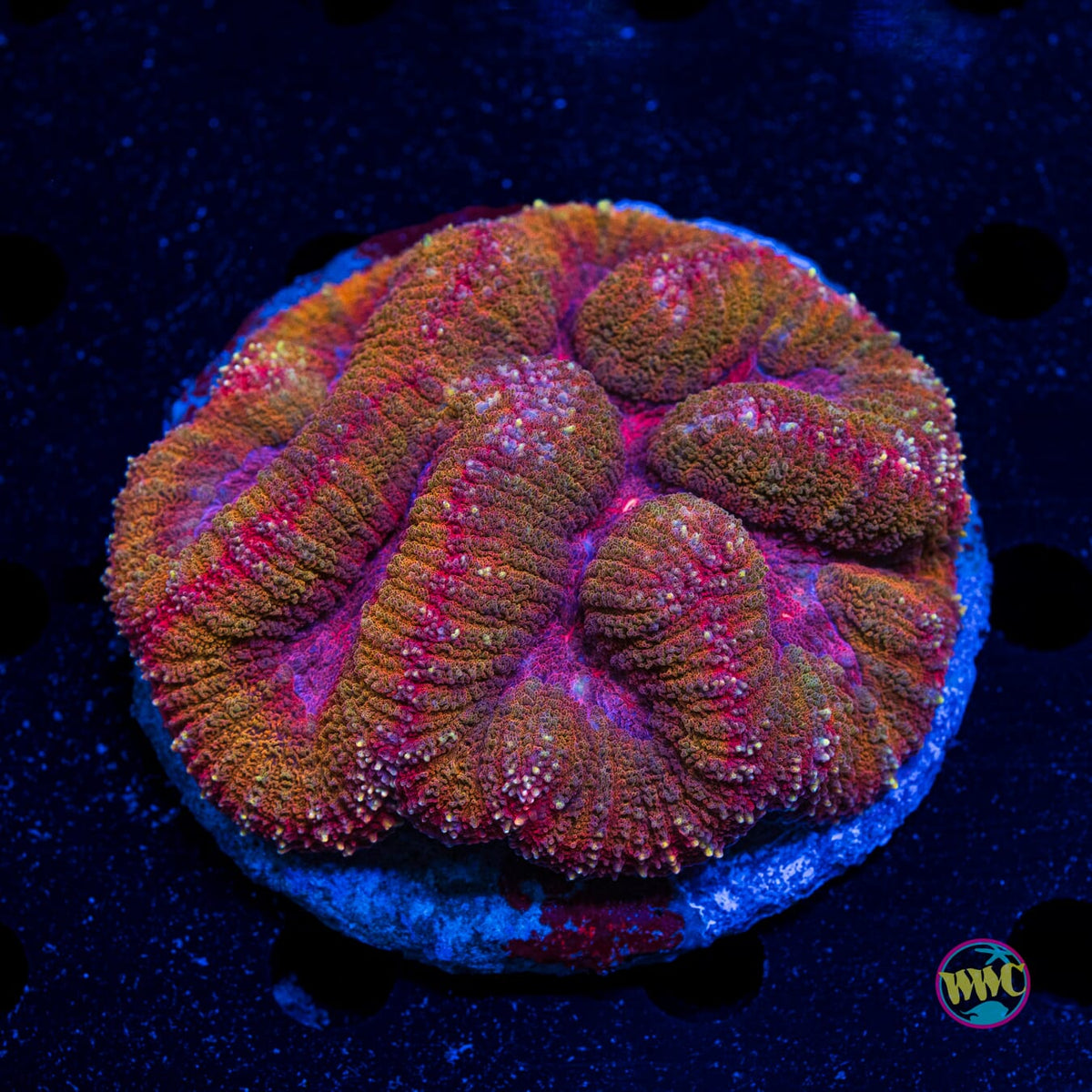 Flame Wreath Symphyllia - Actinic Photo