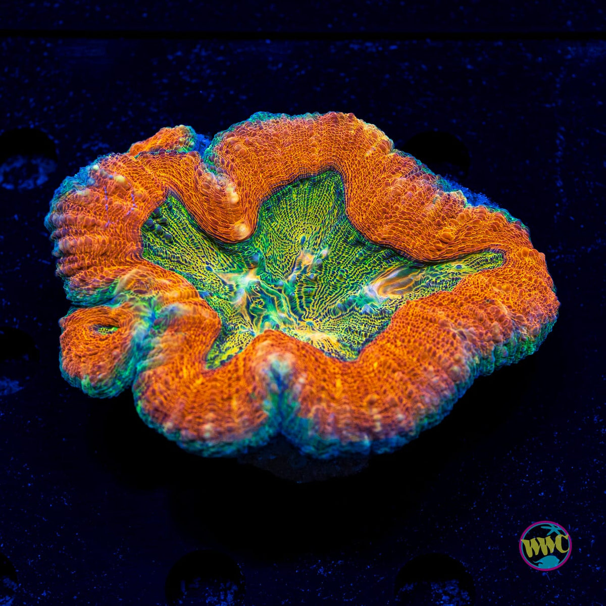 Alien Holiday Lobophyllia - Actinic Photo