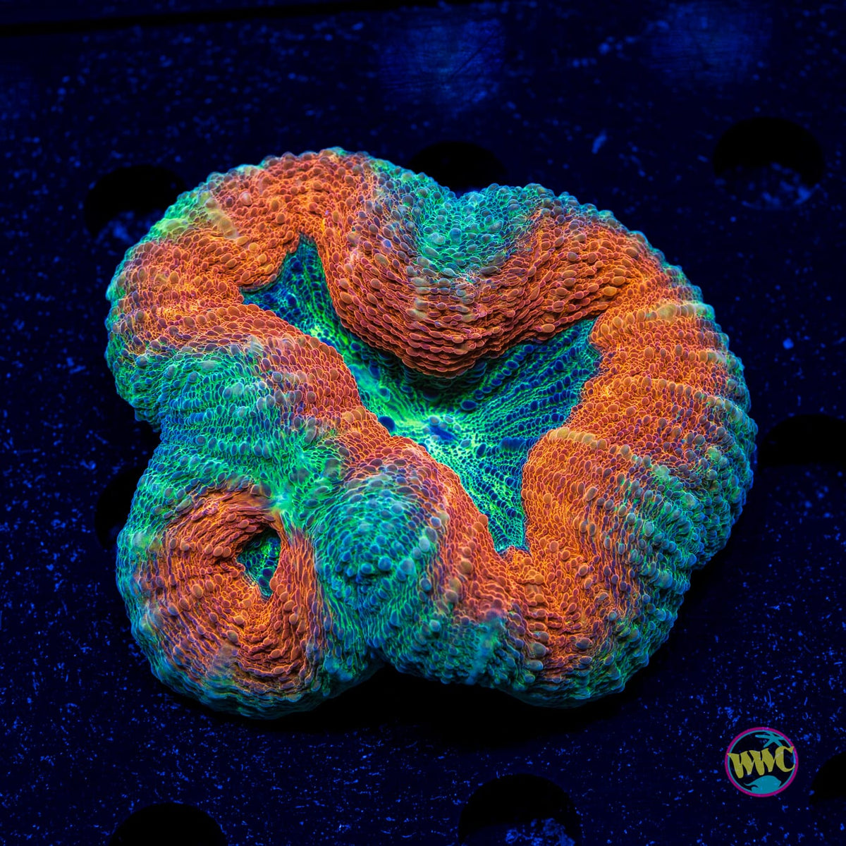 Earthen Ring Lobophyllia - Actinic Photo