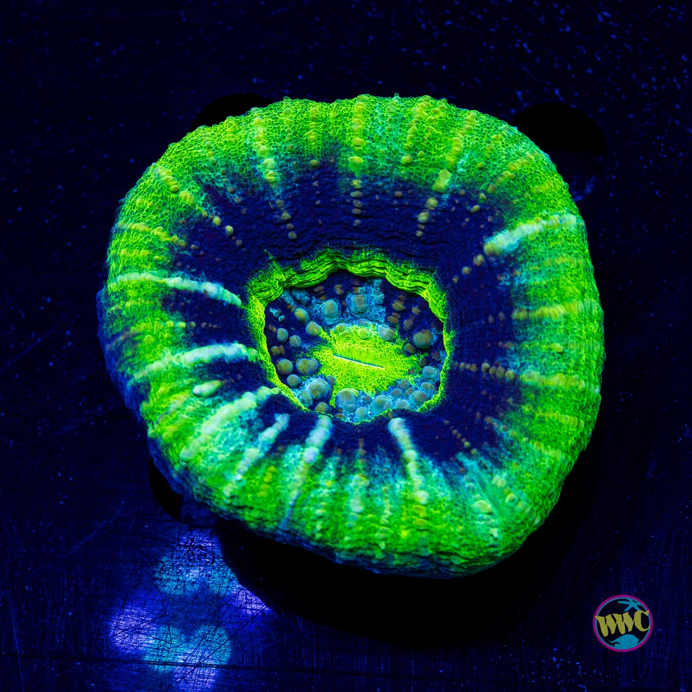 UFO Scolymia - Actinic Photo