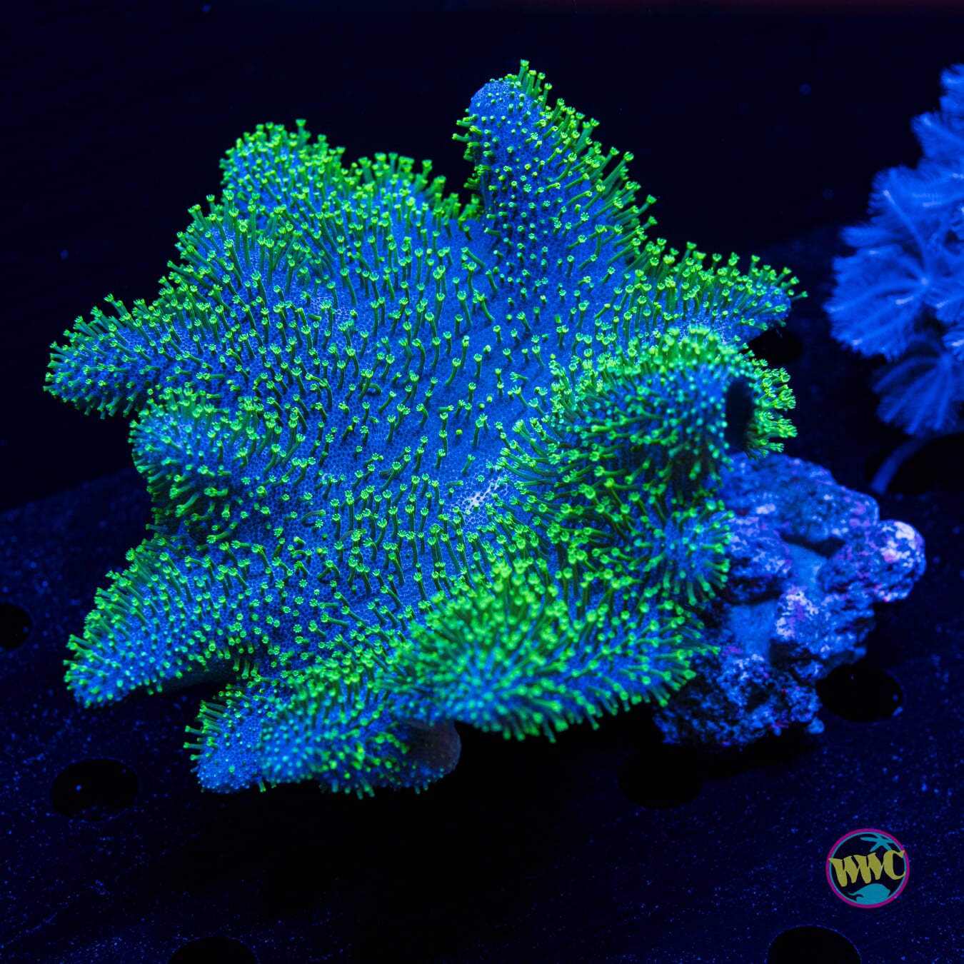Neon Crown Toadstool Leather - Actinic Photo