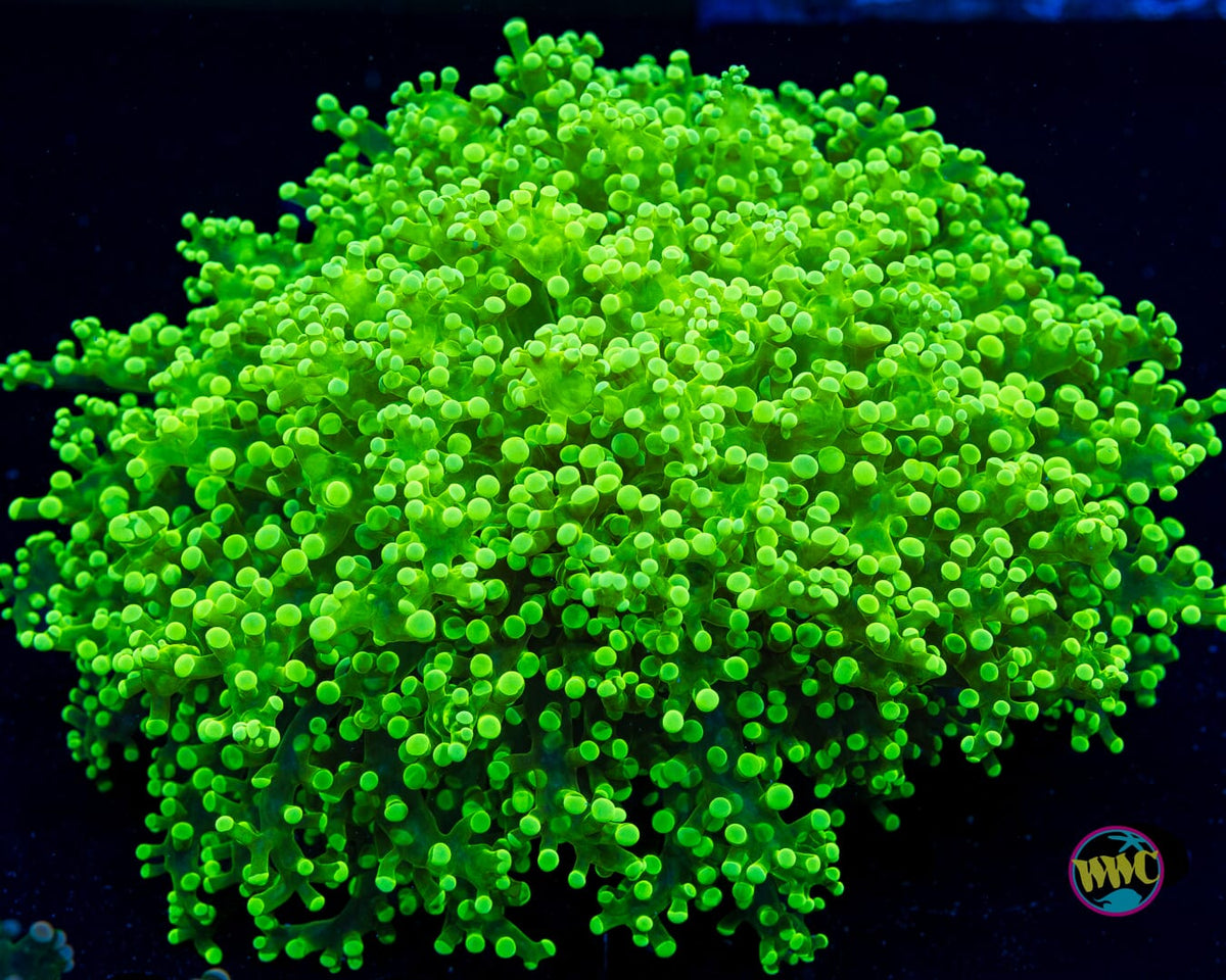 Toxic Explosion Frogspawn - Actinic Photo