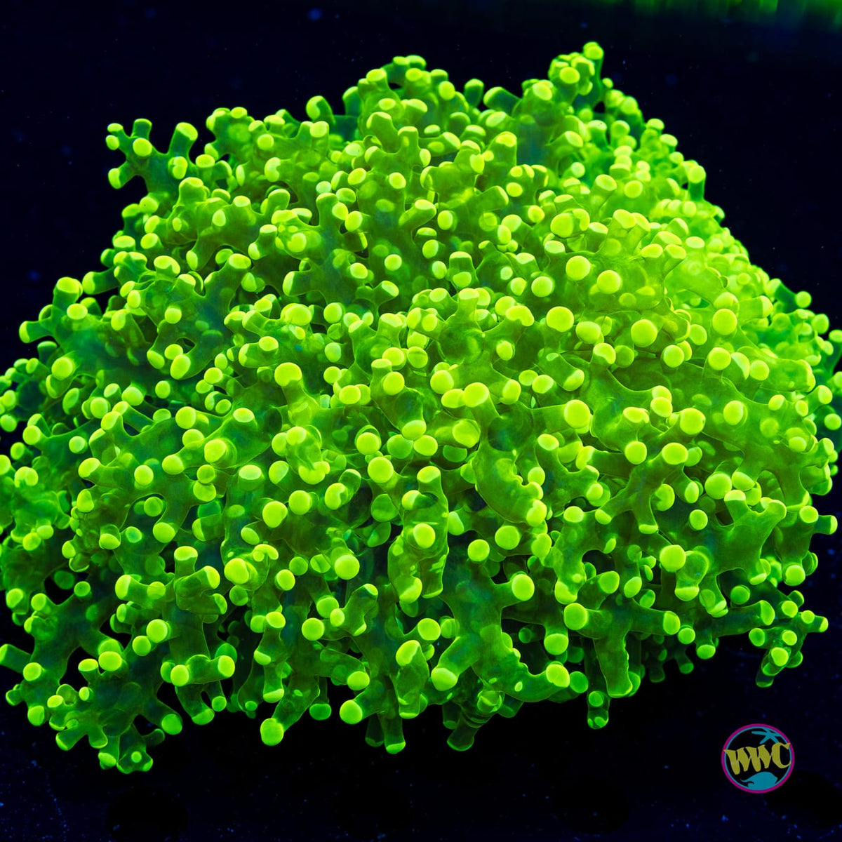 Electric Surge Frogspawn - Actinic Photo