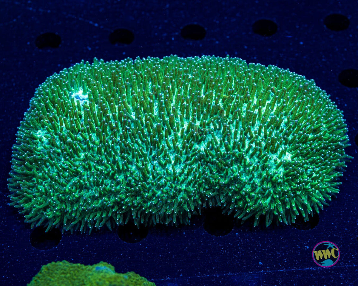 Green Tongue Coral - Actinic Photo