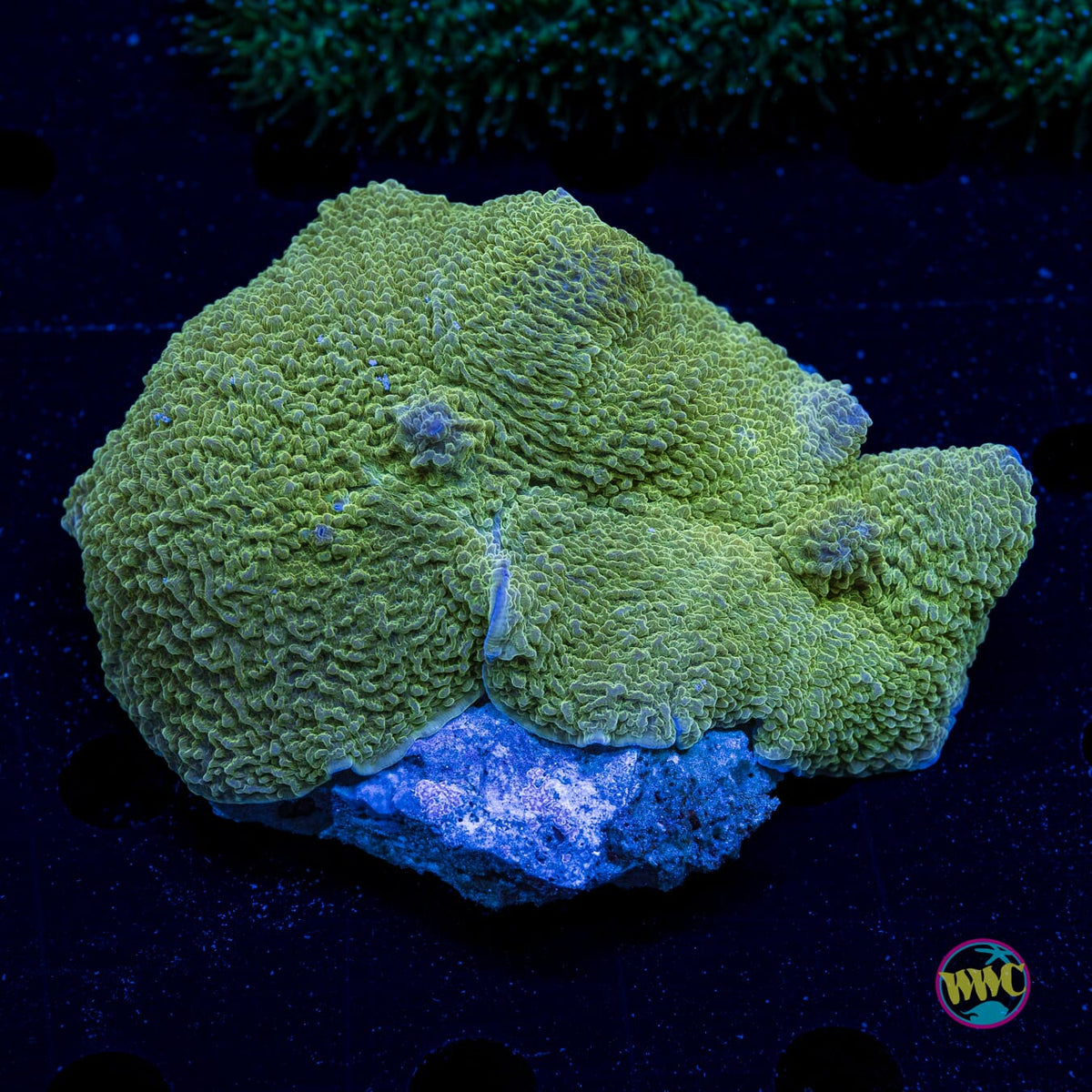 Citrus Peel Elephant Ear Mushroom - Daylight Photo