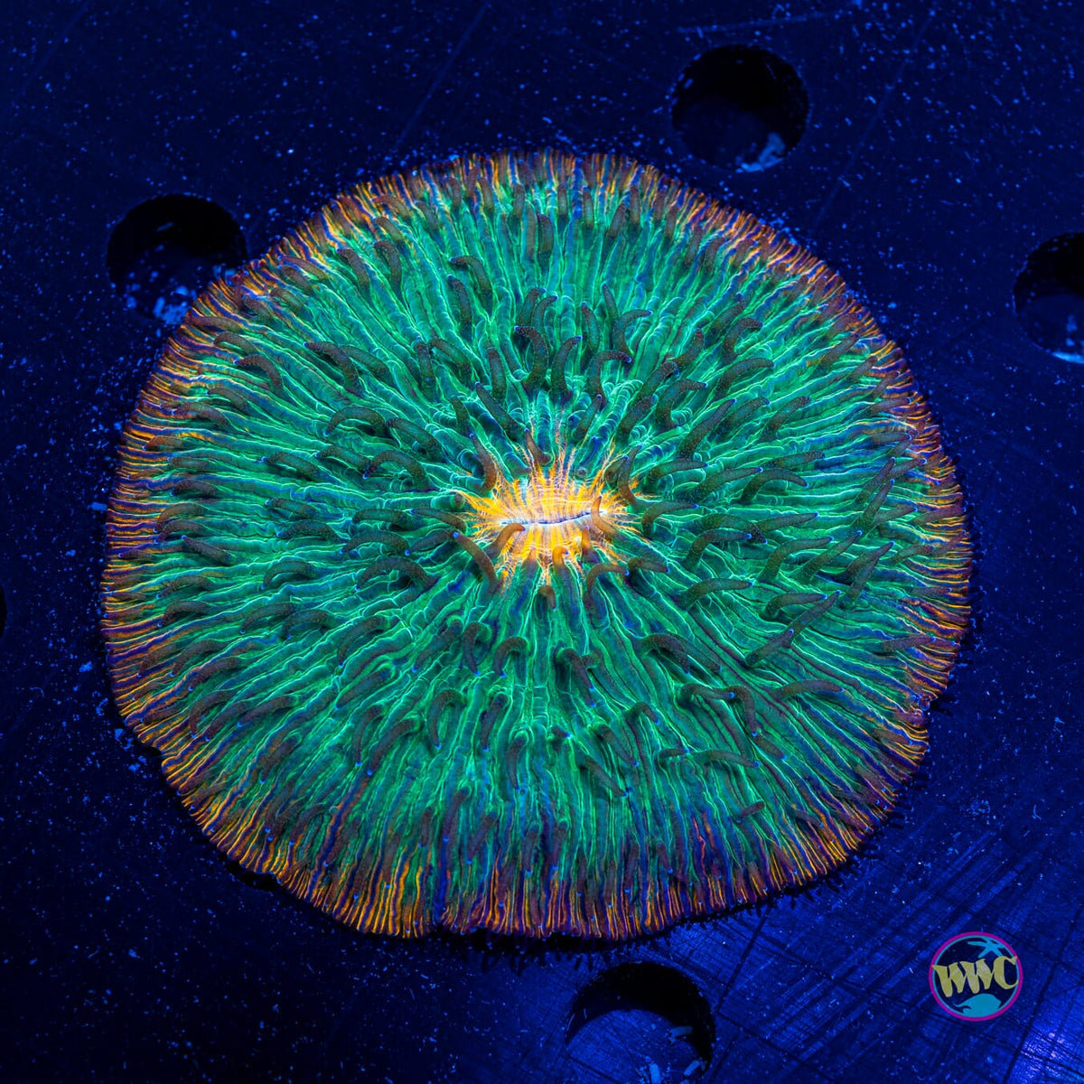 Jungle Juice Plate - Actinic Photo