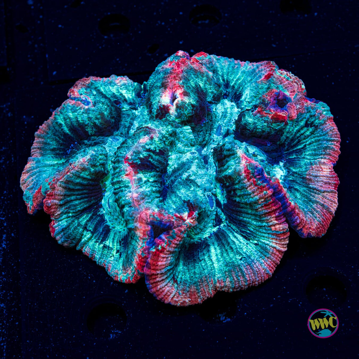 Minty Explosion Trachyphyllia - Actinic Photo