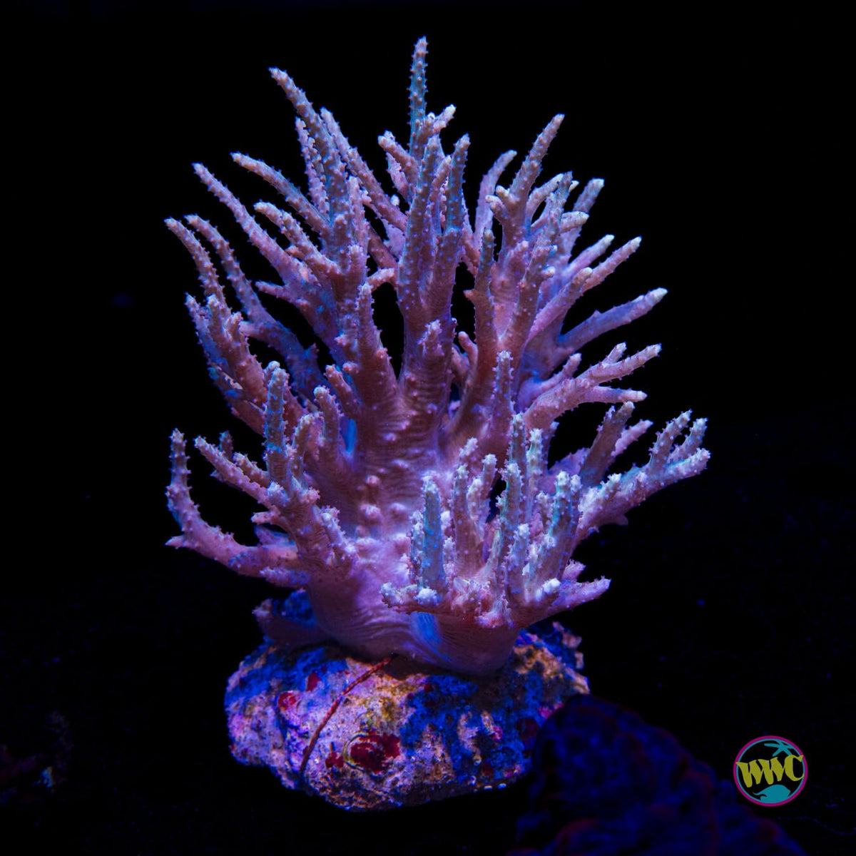 Spaghetti Tree Sinularia Leather - Daylight Photo