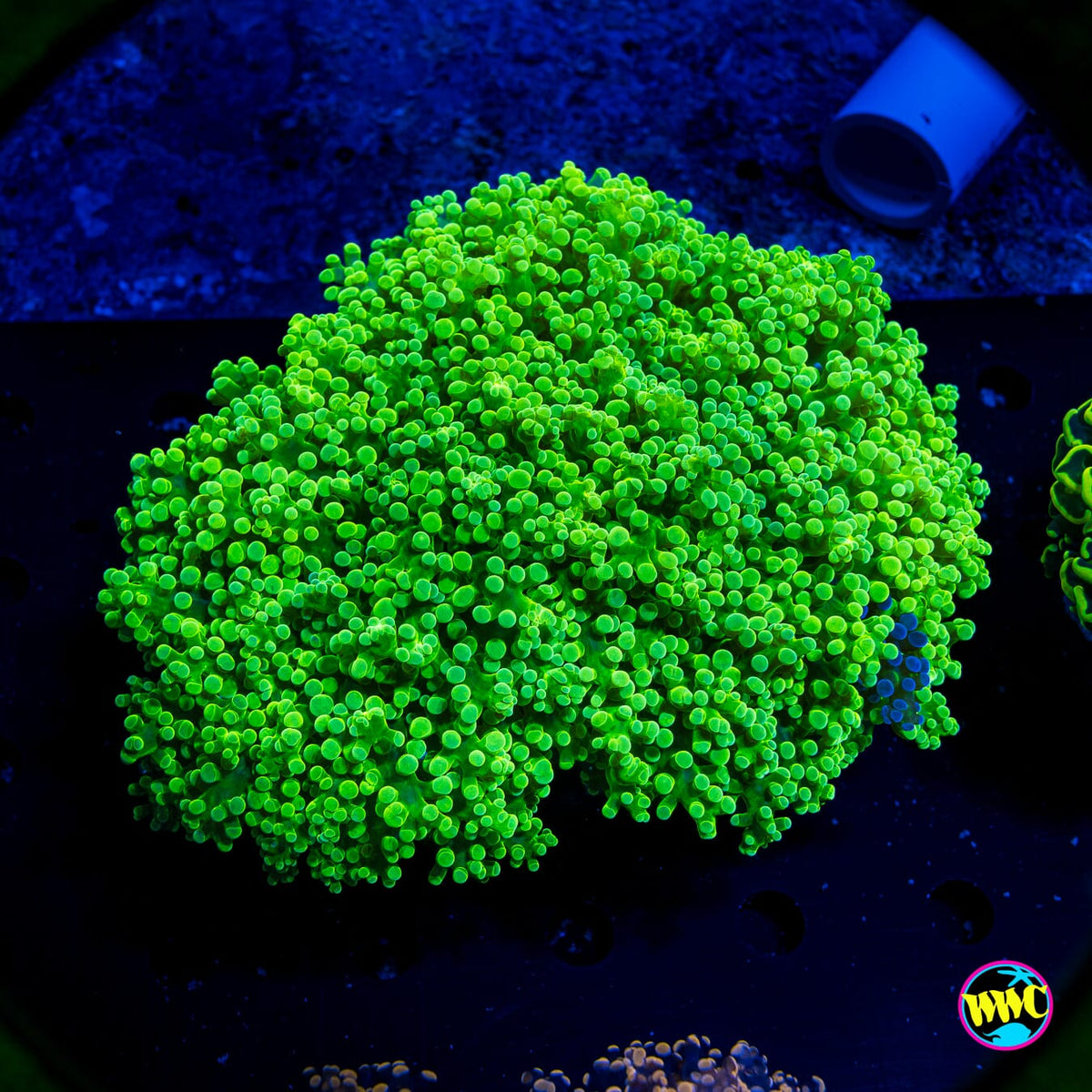 XL Toxic Lagoon Wall Frogspawn - Actinic Photo