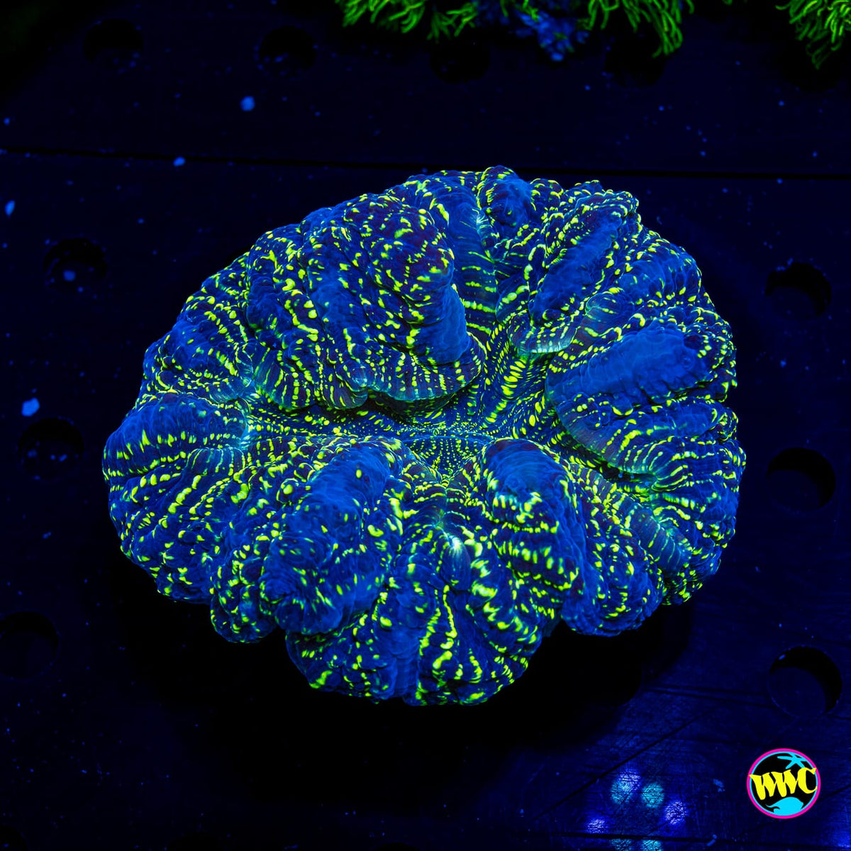 Toxic Pie Acanthophyllia - Actinic Photo