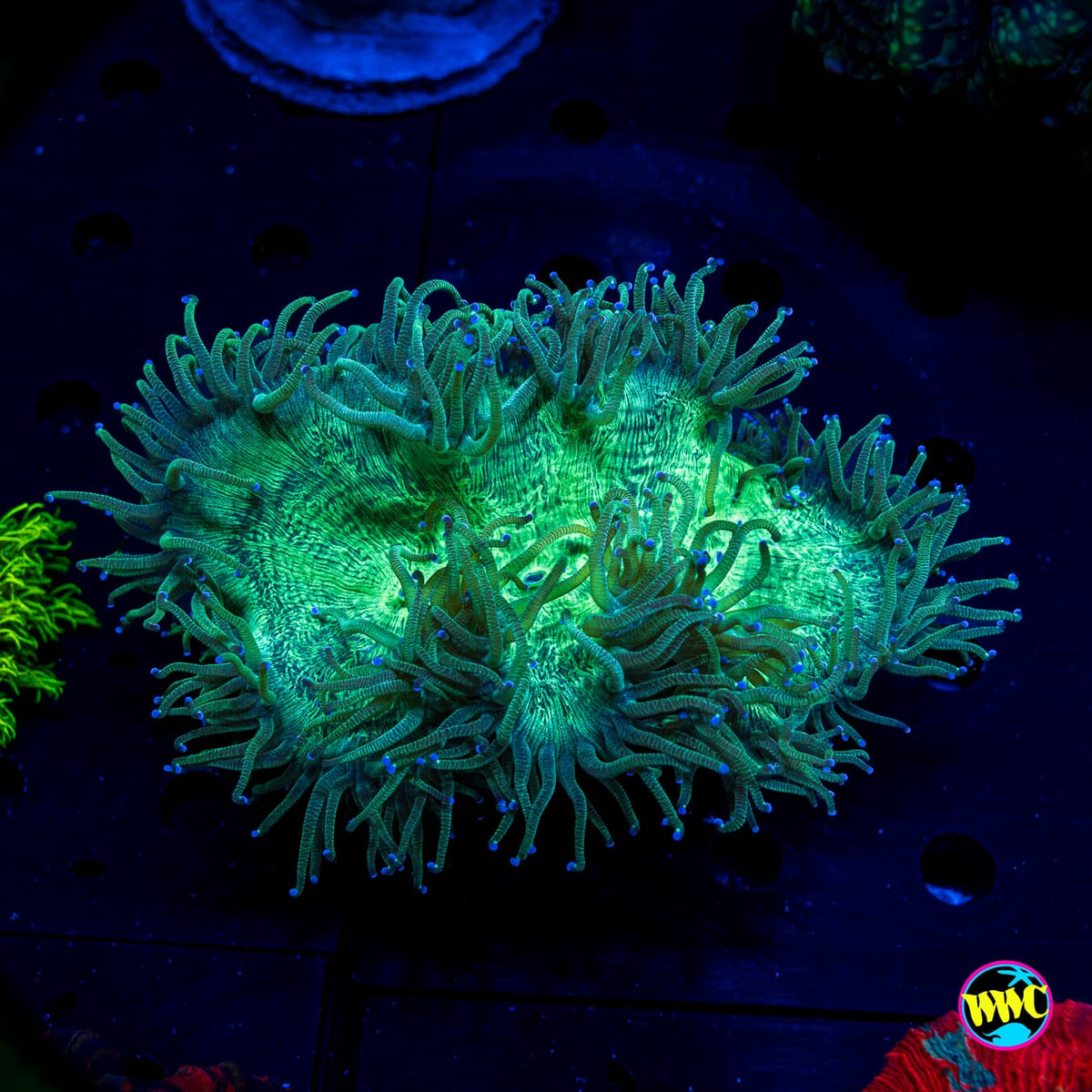 Blue Tipped Elegance - Actinic Photo