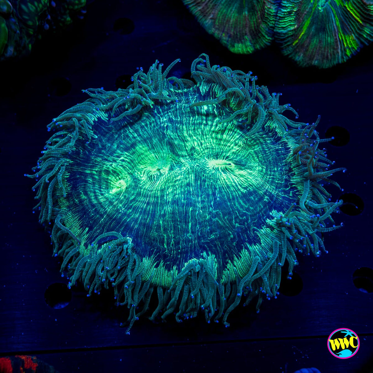 Tealio Elegance - Actinic Photo