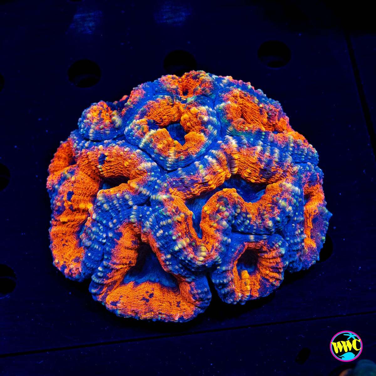 Lechonskers Lobophyllia - Actinic Photo