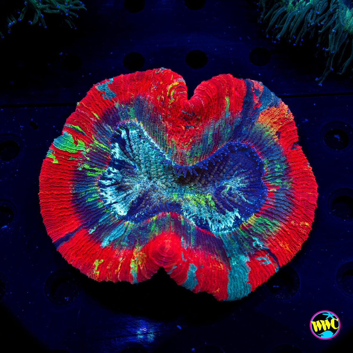 Rocket Fuel Trachyphyllia - Actinic Photo