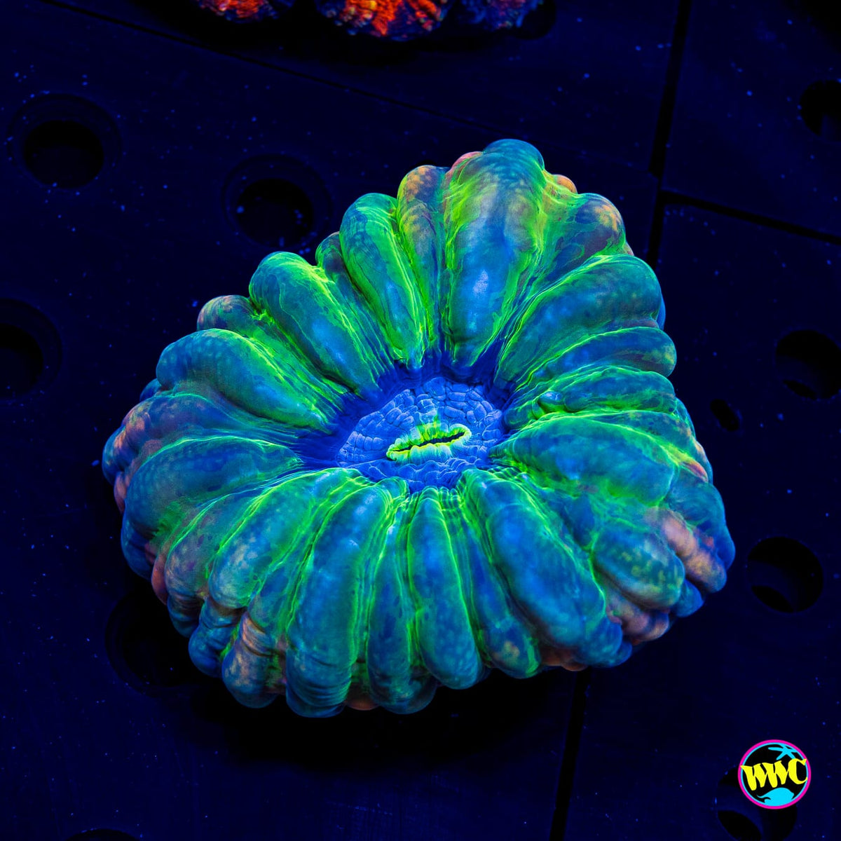 Stained Glass Cynarina - Actinic Photo