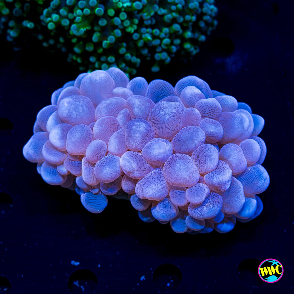 Bountiful Blueberry Bubble - Actinic Photo