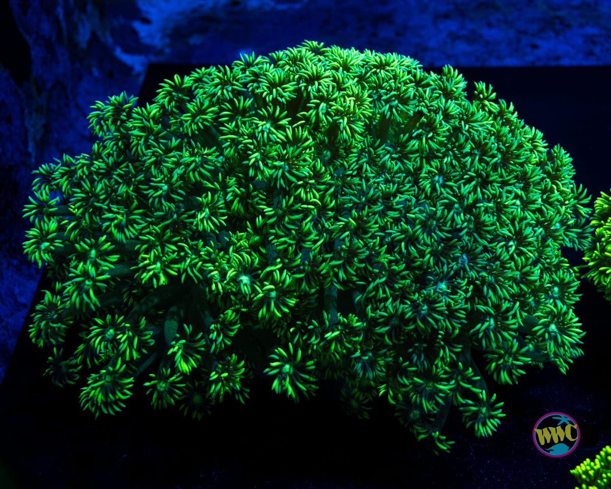 Minty Fresh Goniopora - Actinic Photo