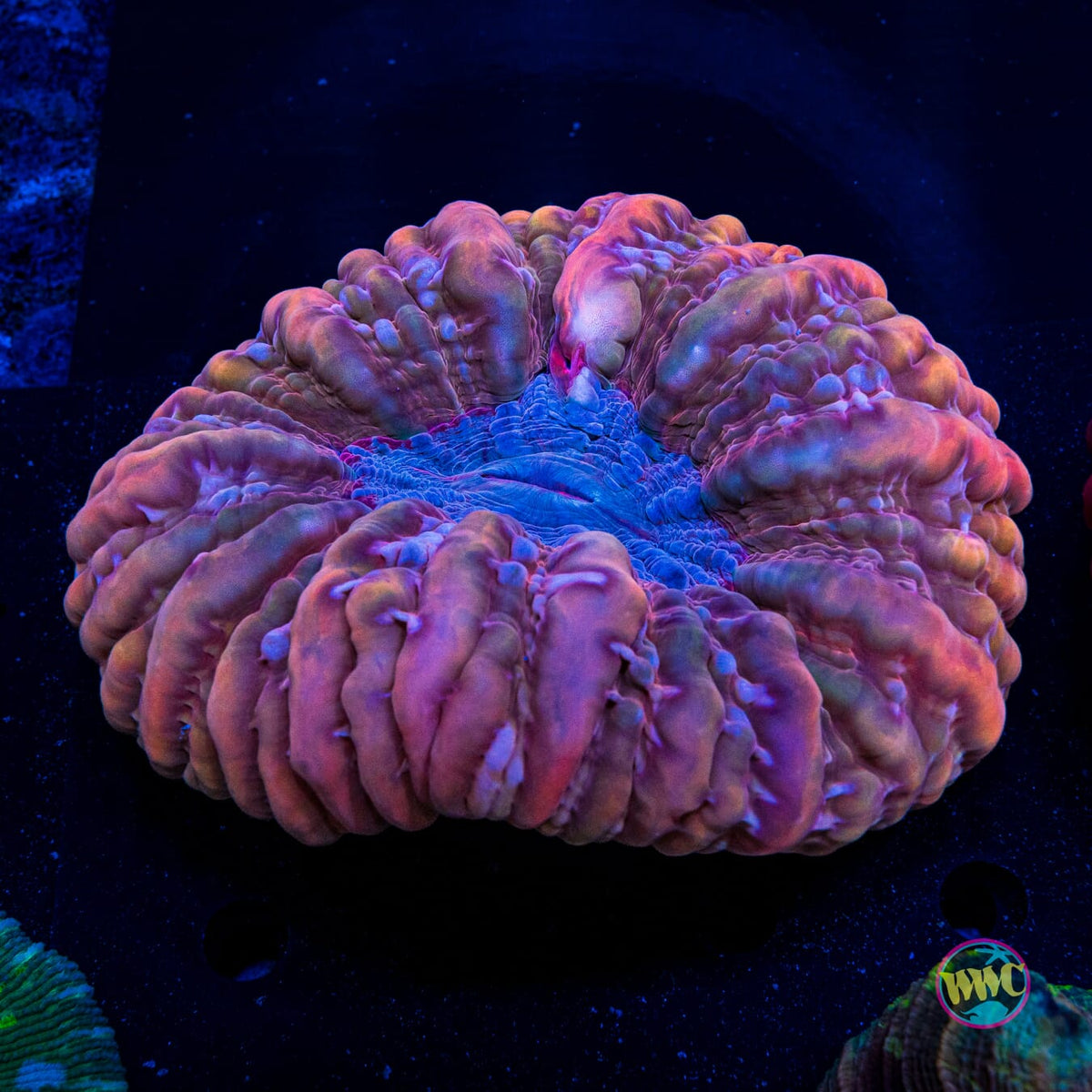 Mauve Marauder Cynarina - Actinic Photo