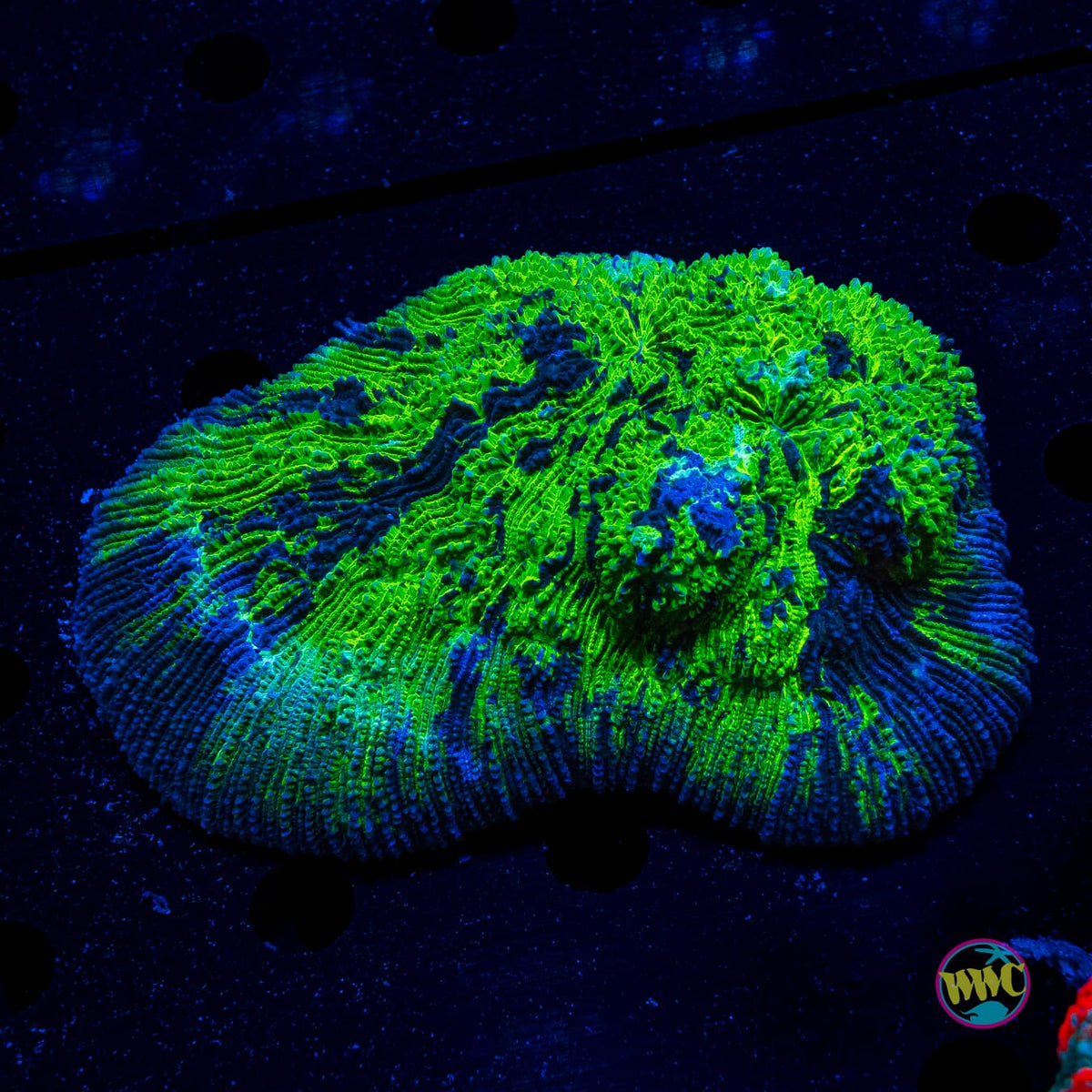 Terraformed Halomitra Plate - Actinic Photo